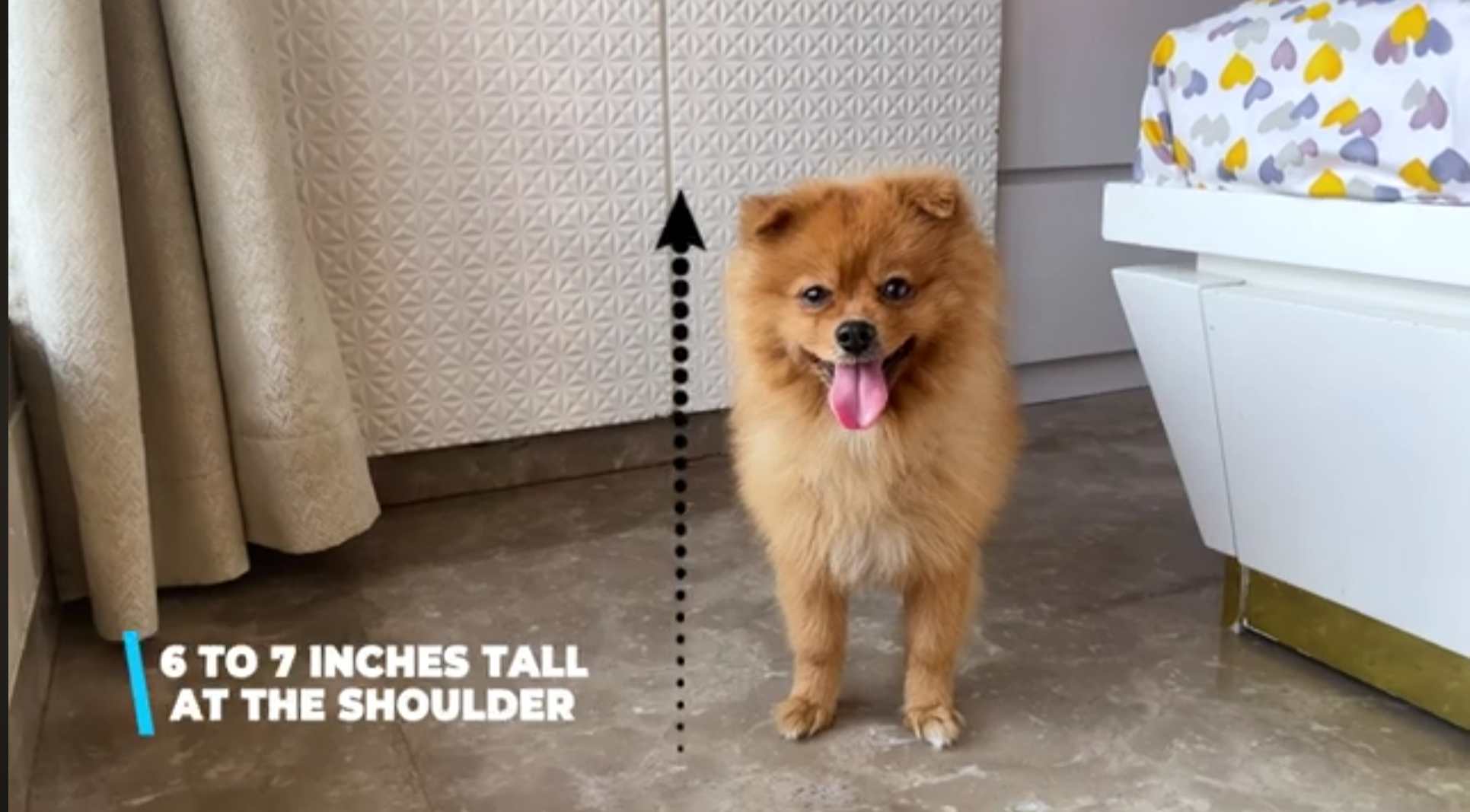 Pomeranian vs Pug breed comparison