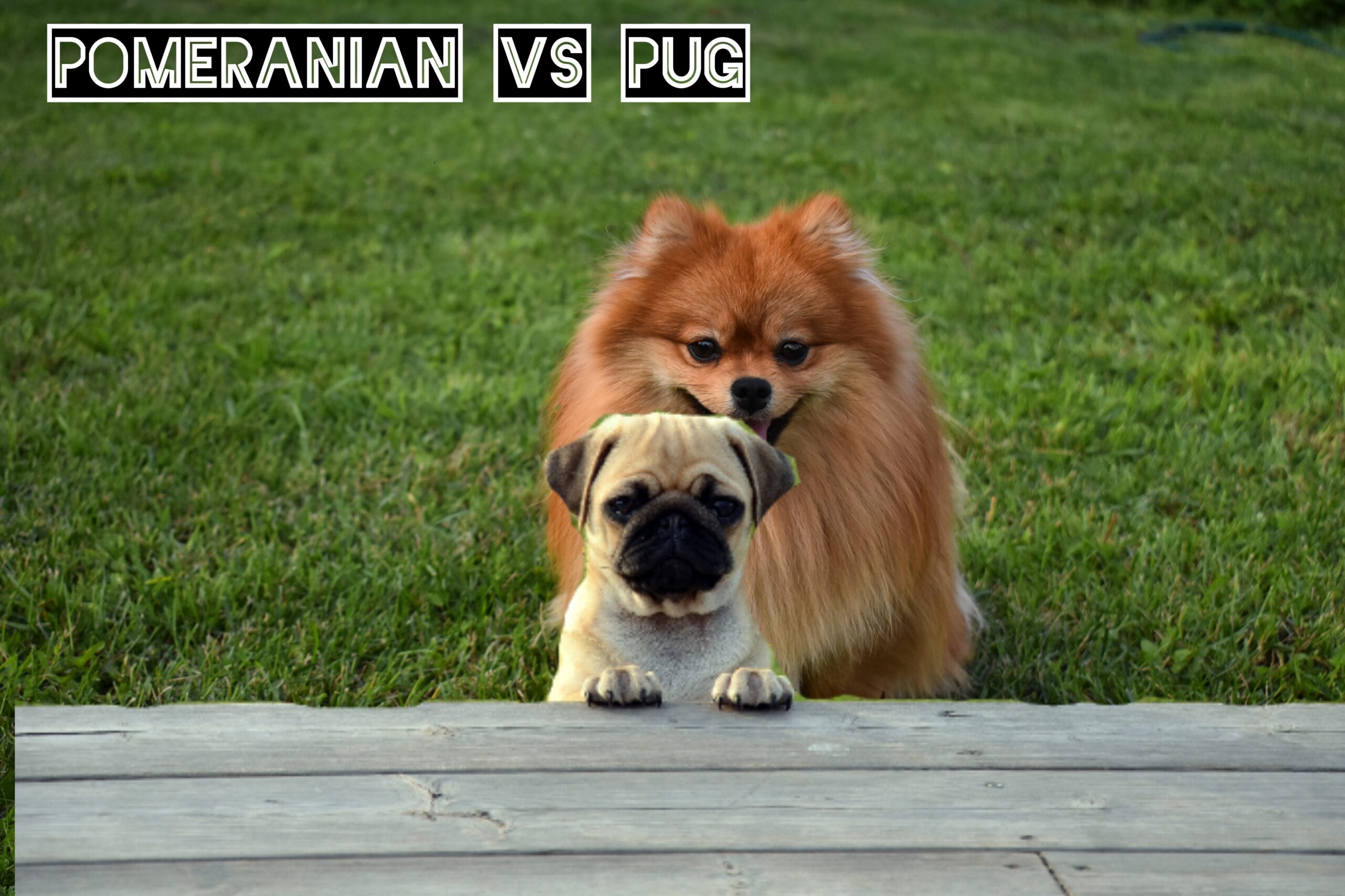 Pomeranian vs pug Training Requirement