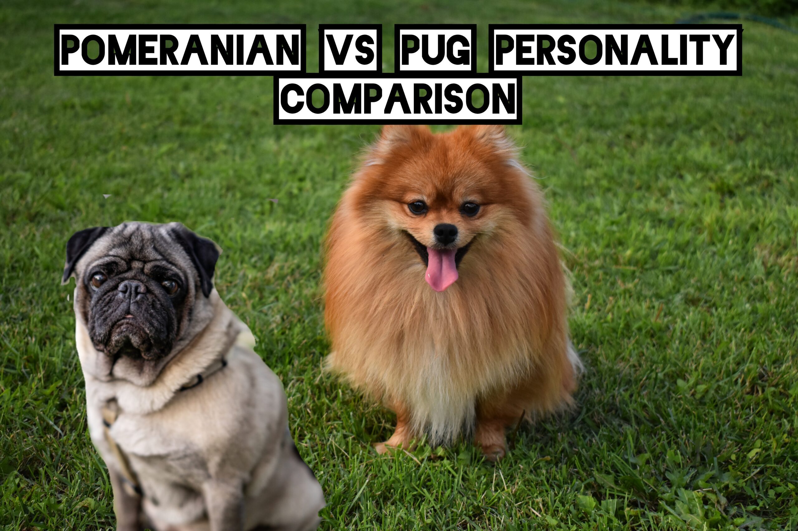 Pomeranian vs Pug personality comparison