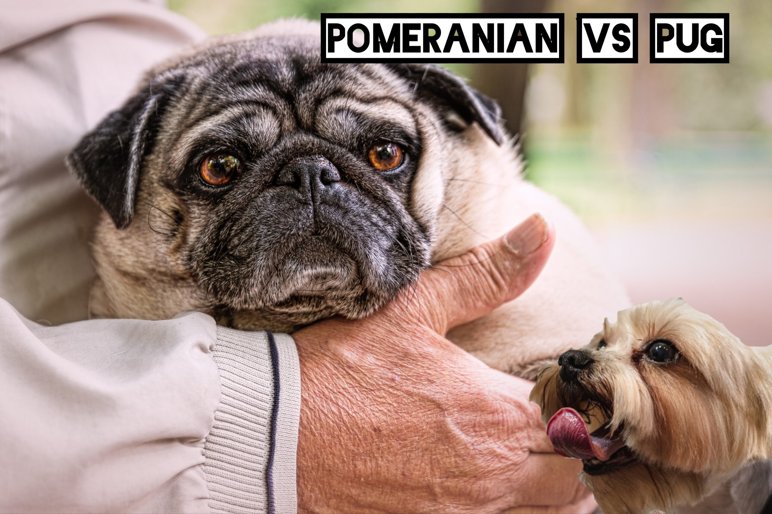 Pomeranian vs pug Health and Lifespan