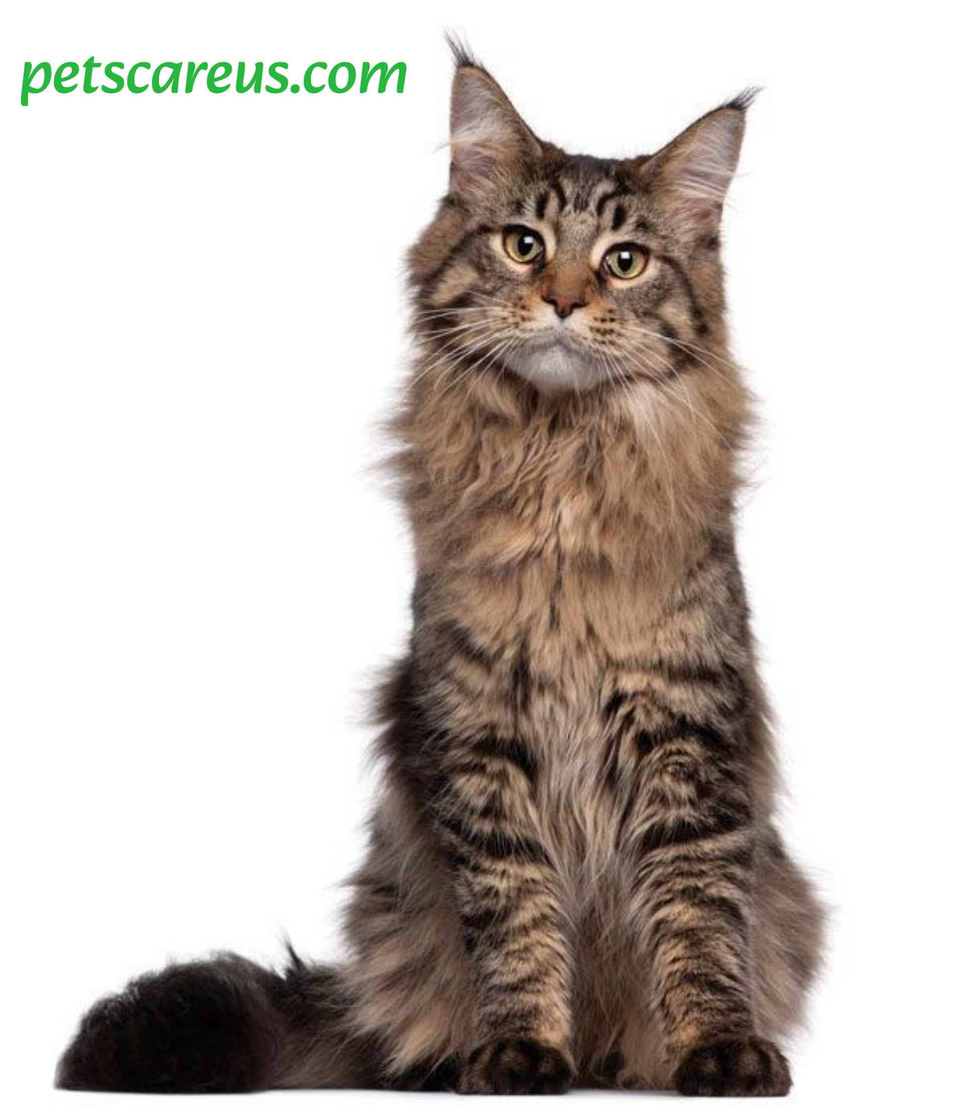 Best cat breeds