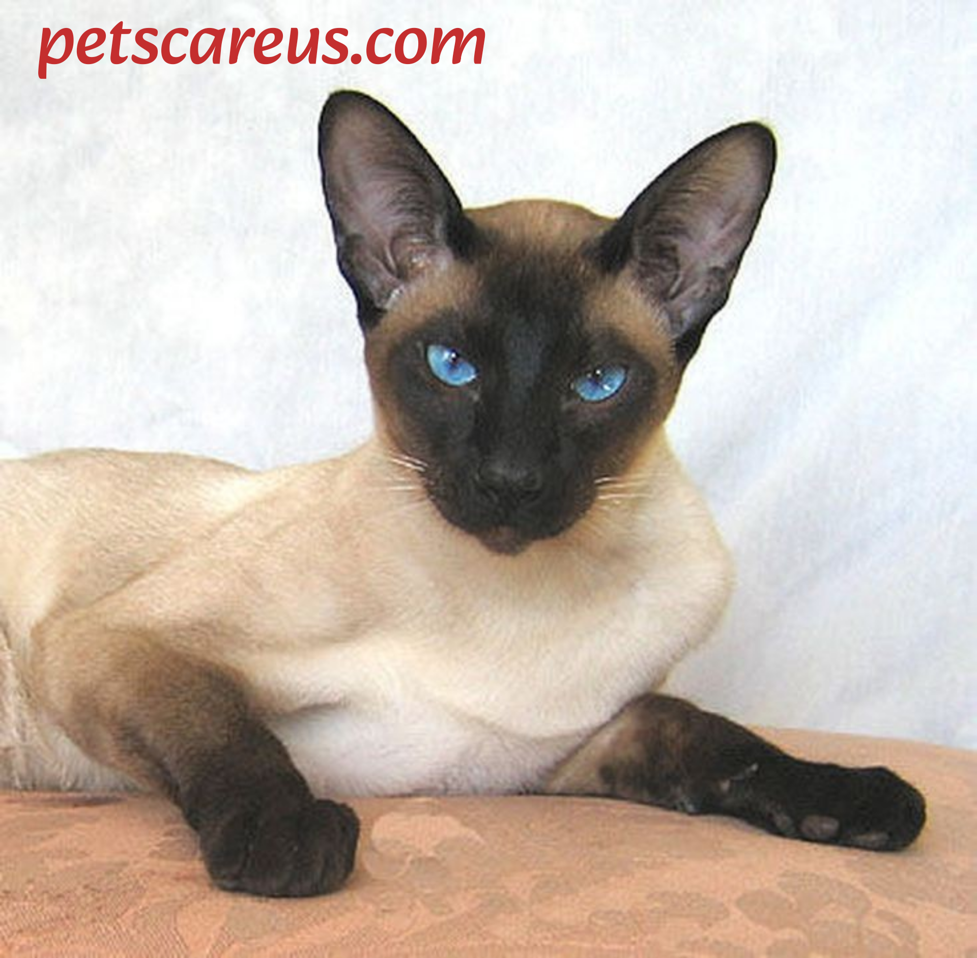 Best cat breeds