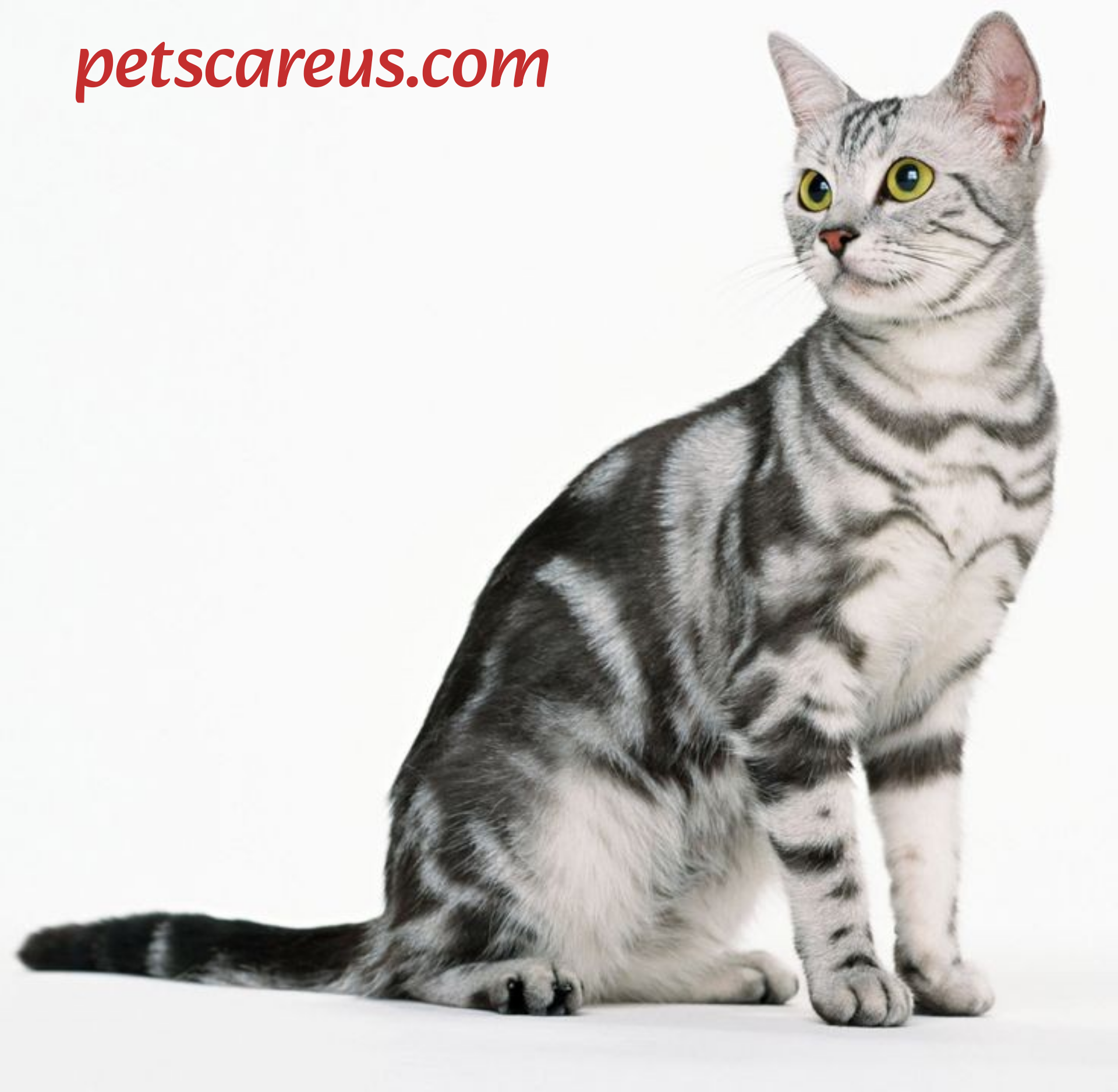 Best cat breeds