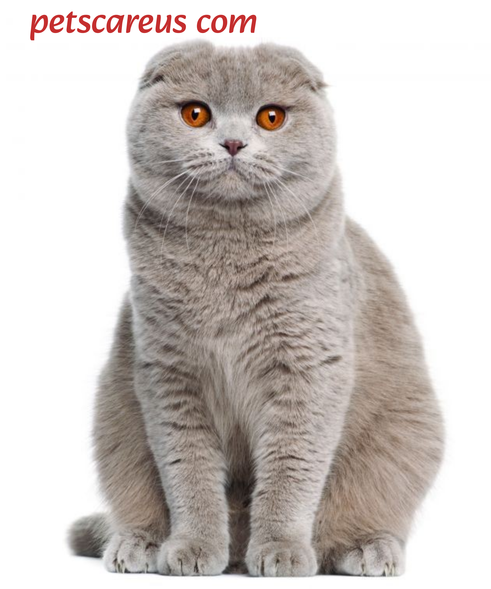  Scottish Fold cat