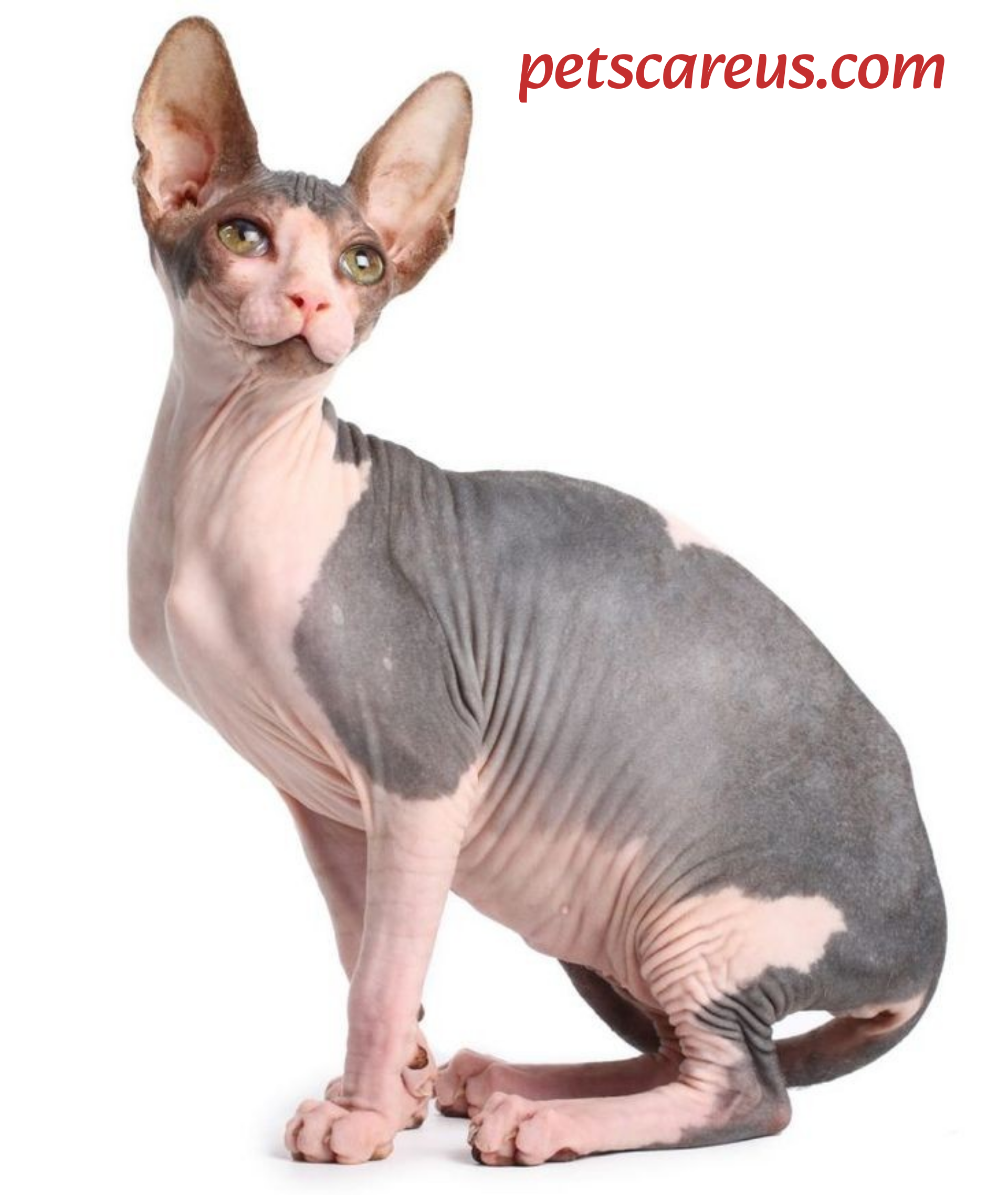  Sphynx cat