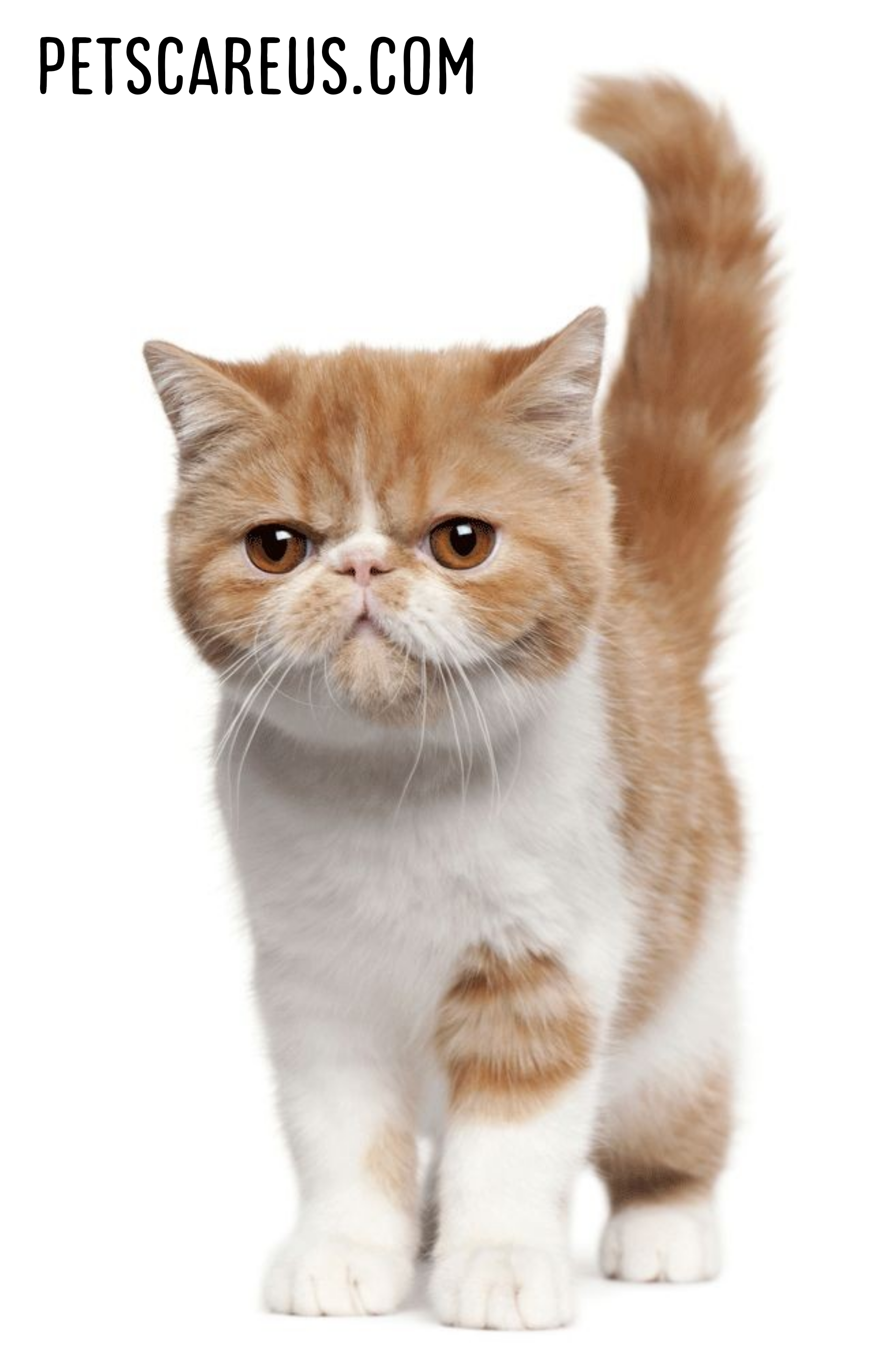 Exotic Shorthair cat