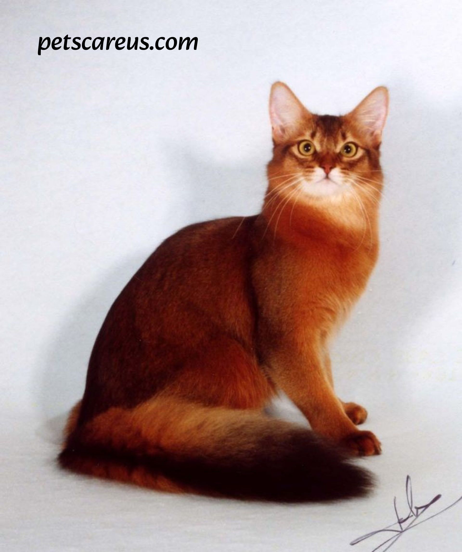 Somali cat