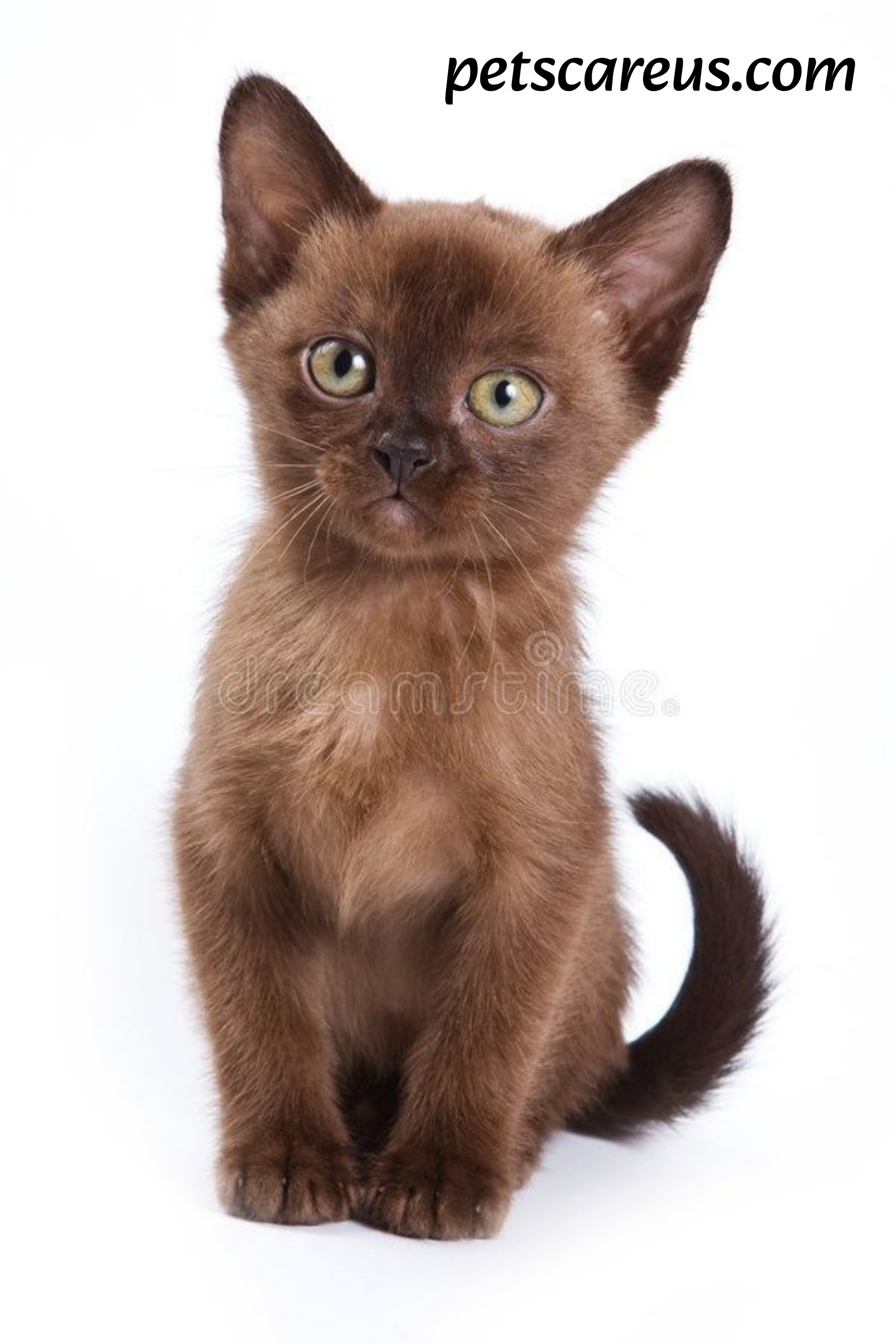 Burmese cat