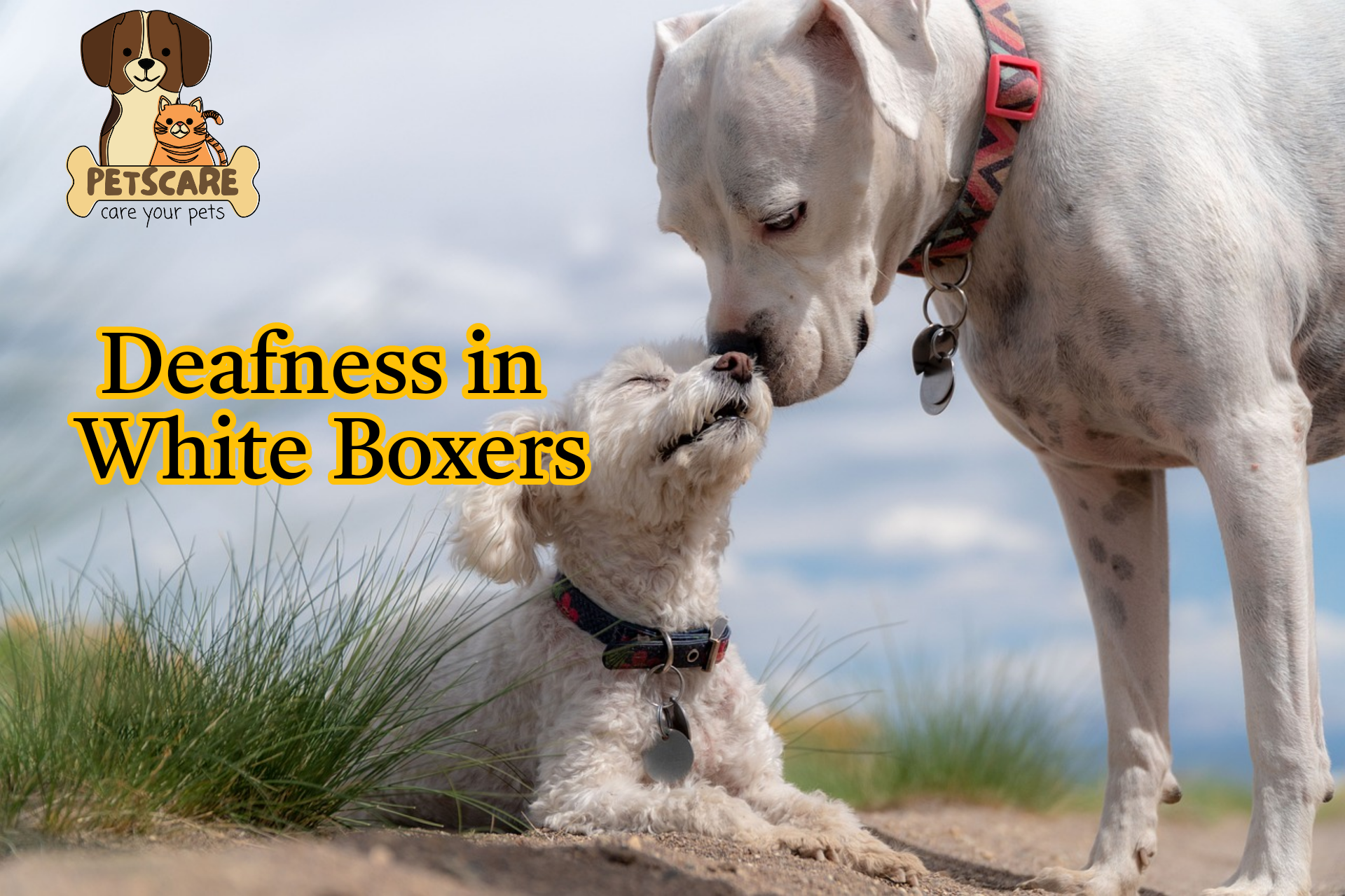 Deafness in White Boxers