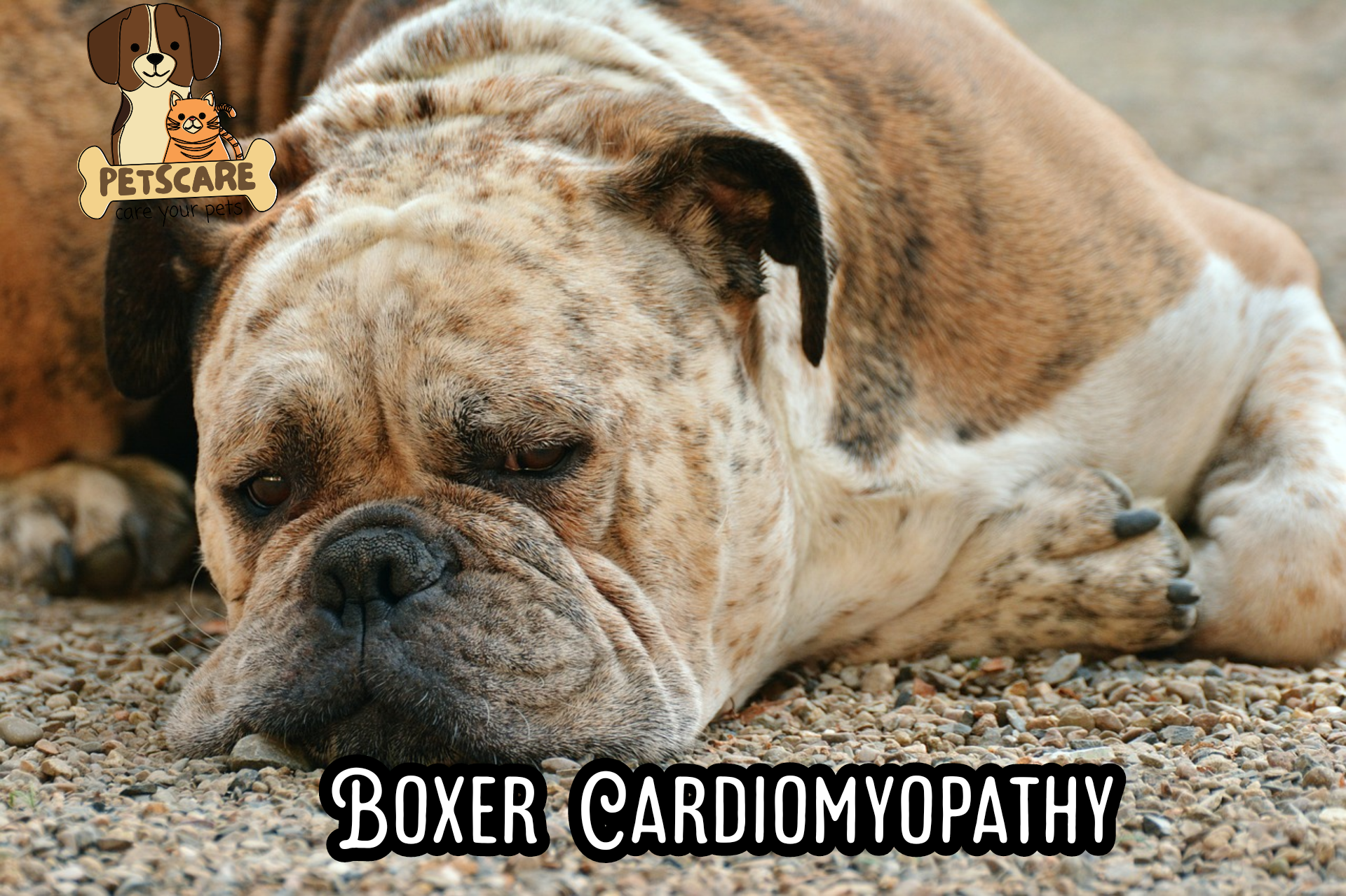 Health Issues in Boxer Dog