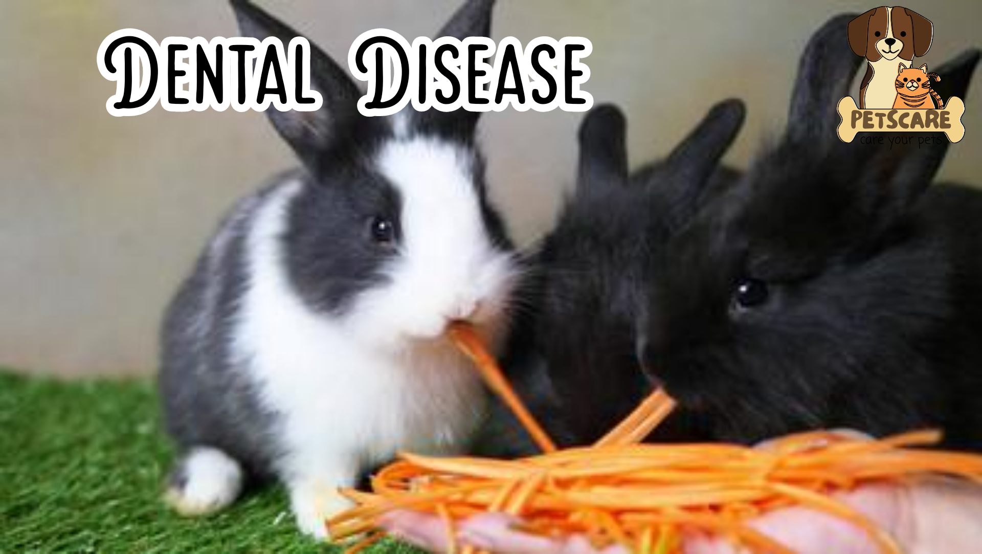 Dental Disease rabbits 