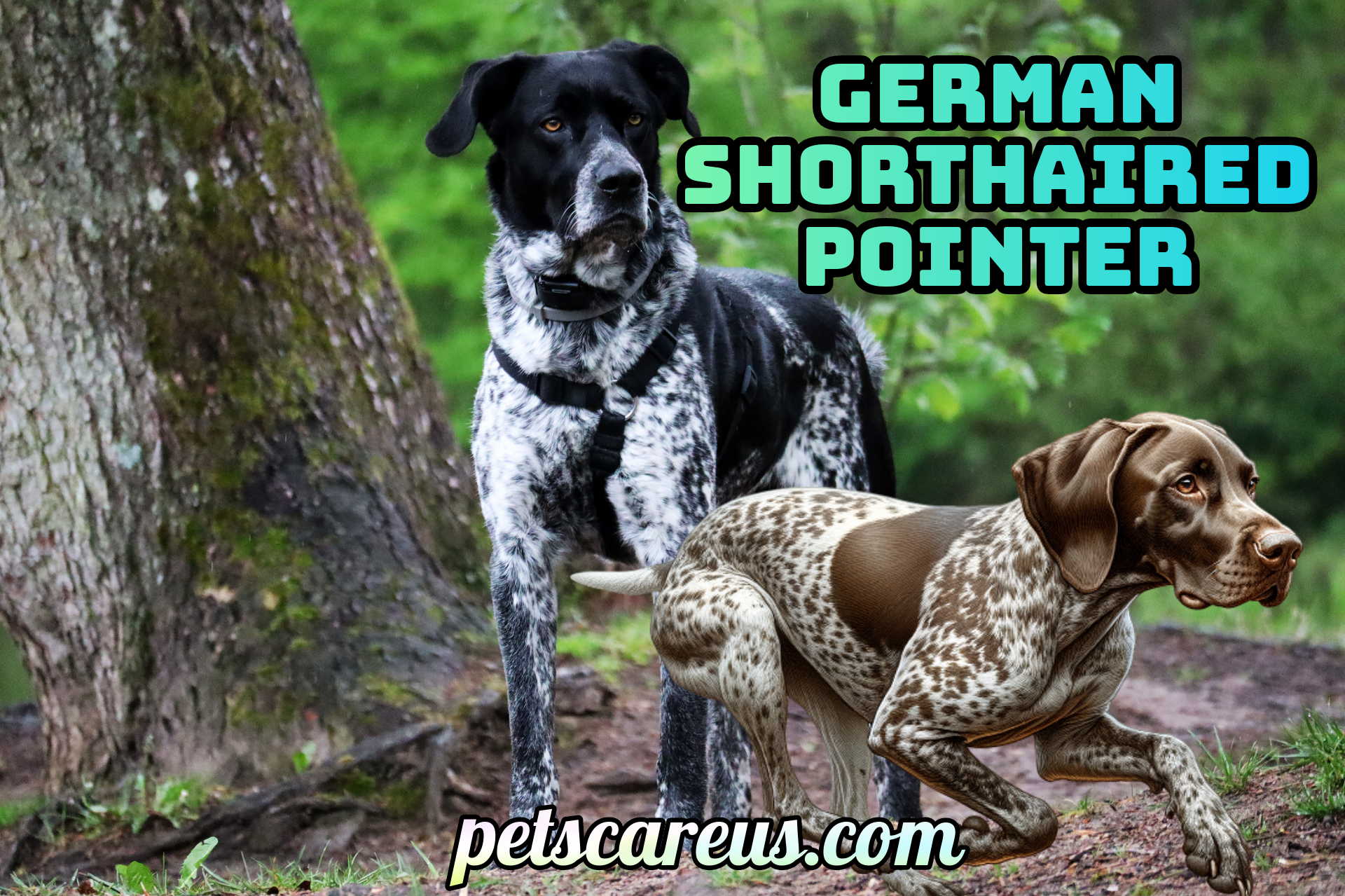 German Shorthaired Pointer: A Top Hunting Dog