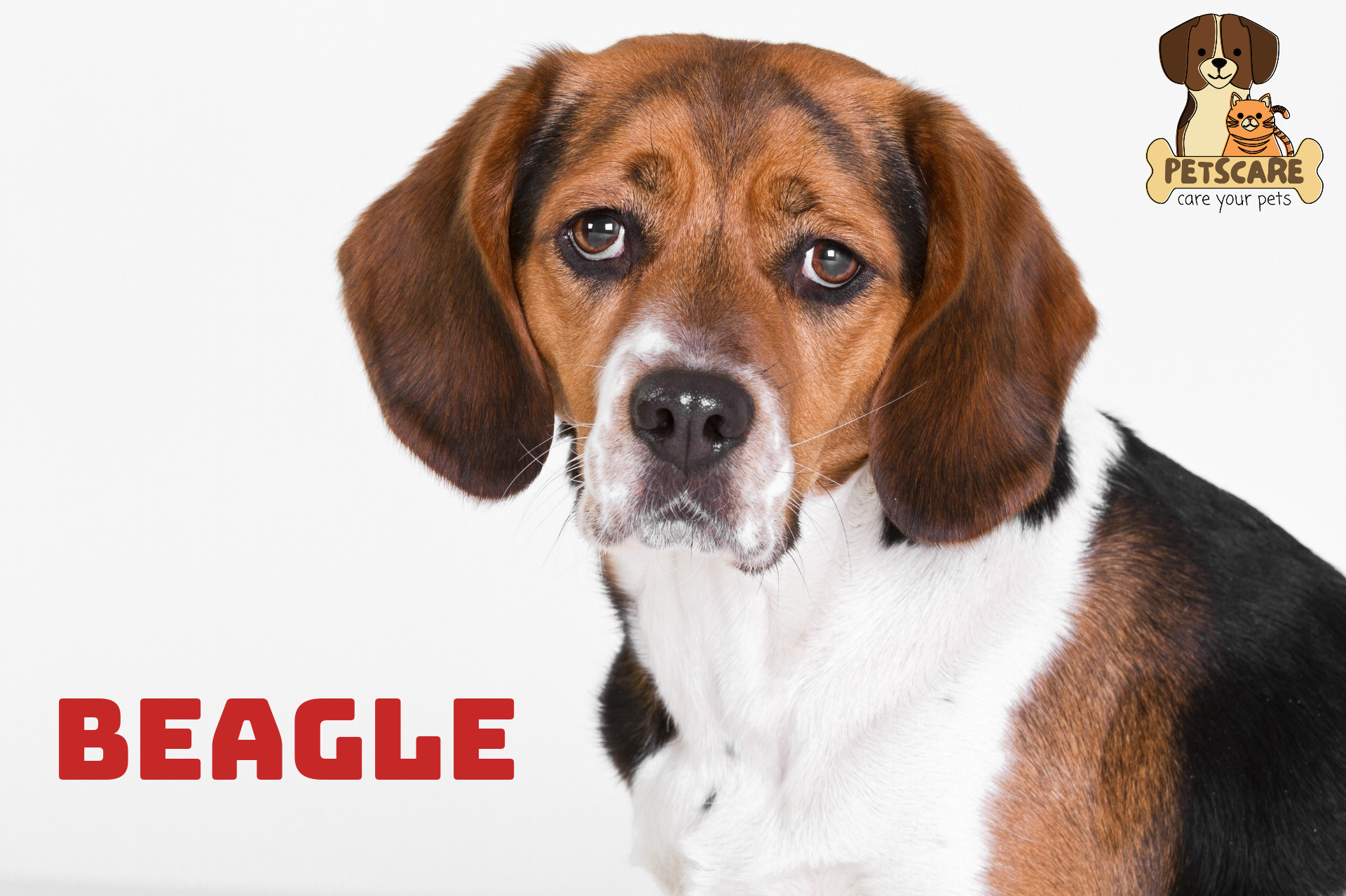 Beagle: An Easily Managed Family Dog