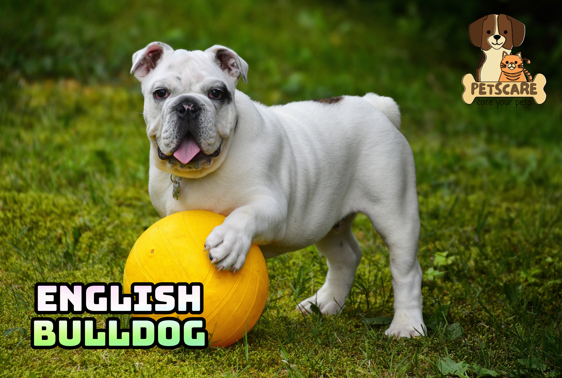 English Bulldog: Low-Energy Companion Dog