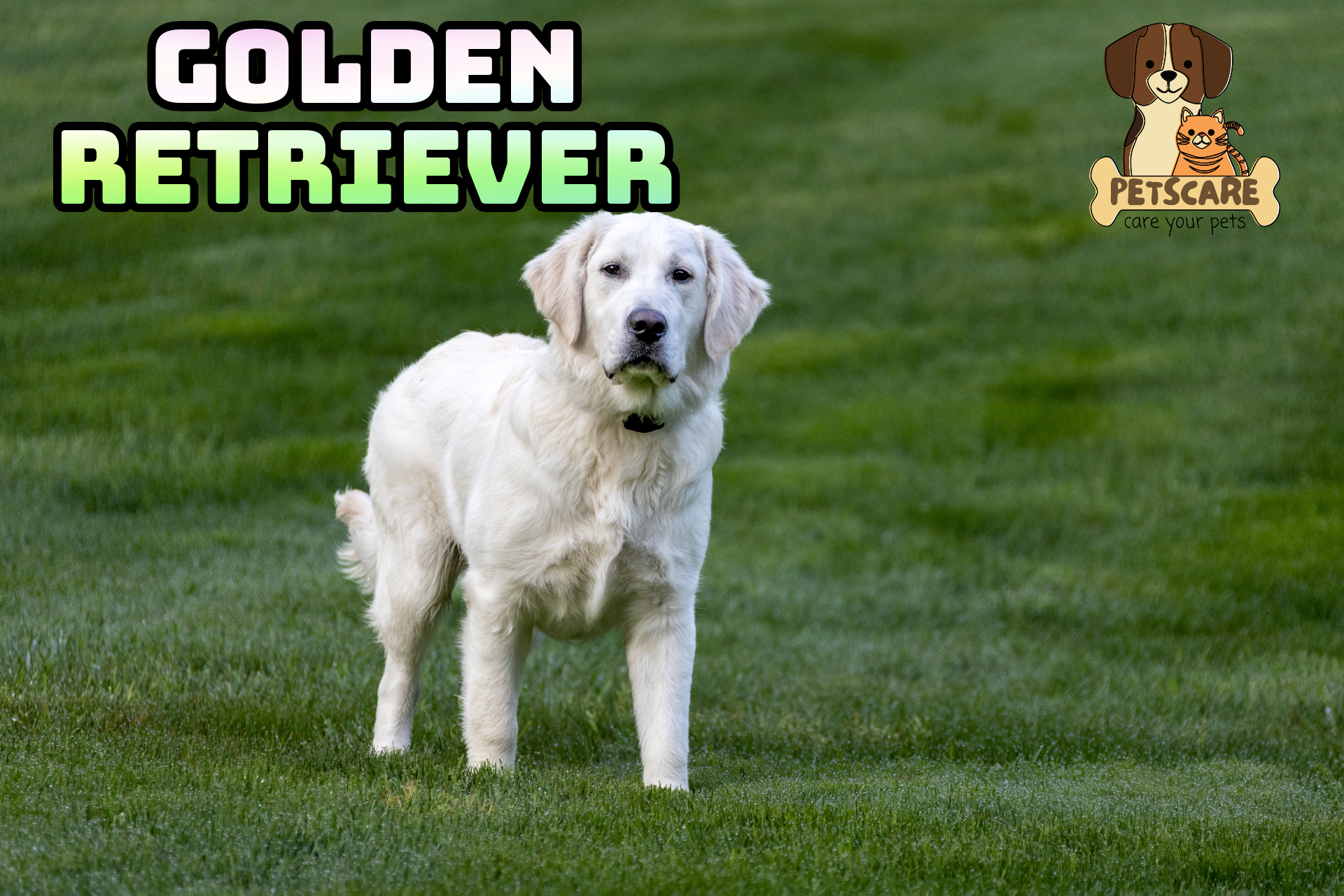 Golden Retriever: Top Family Dog Choice