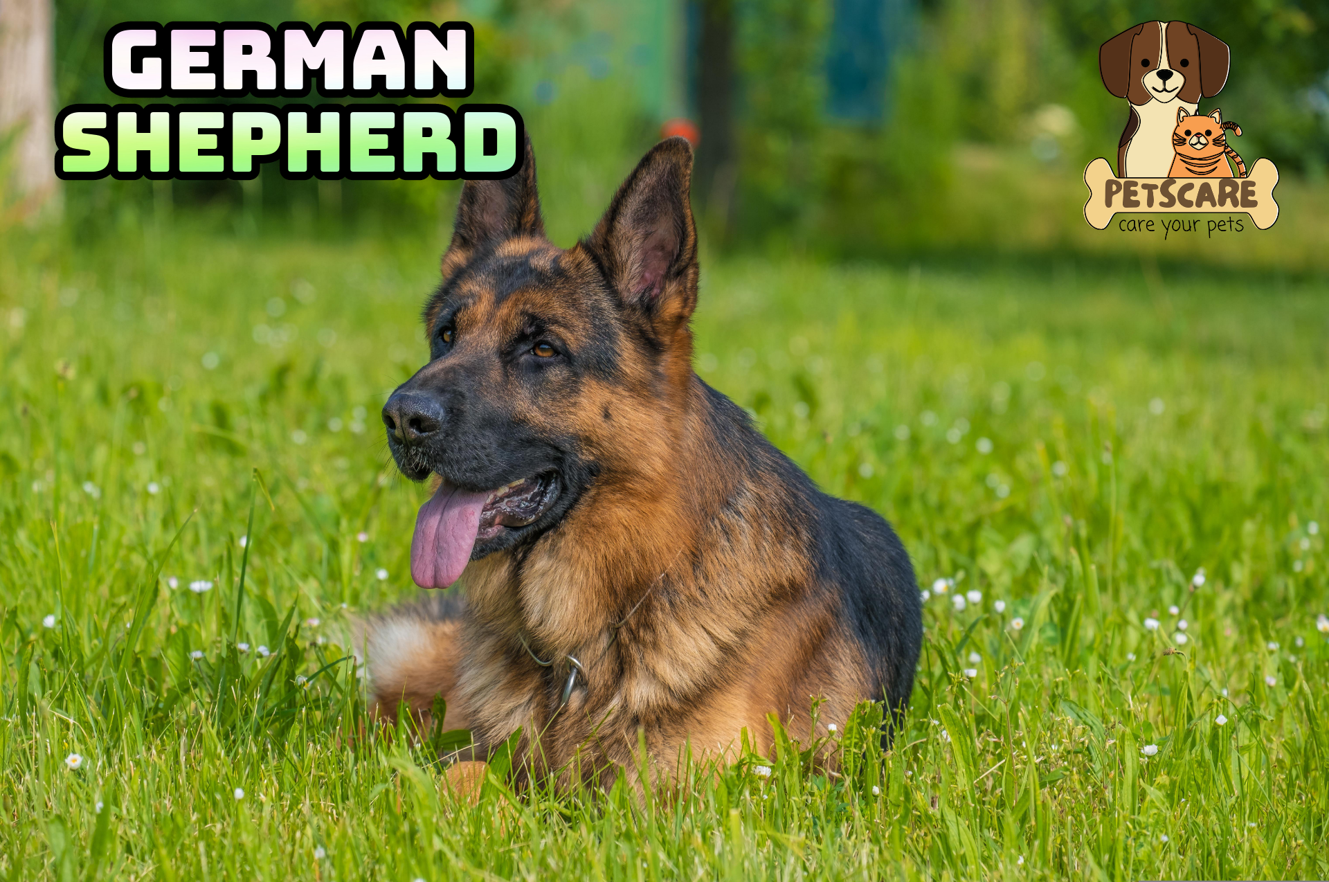 German Shepherd: Versatile Working Dog