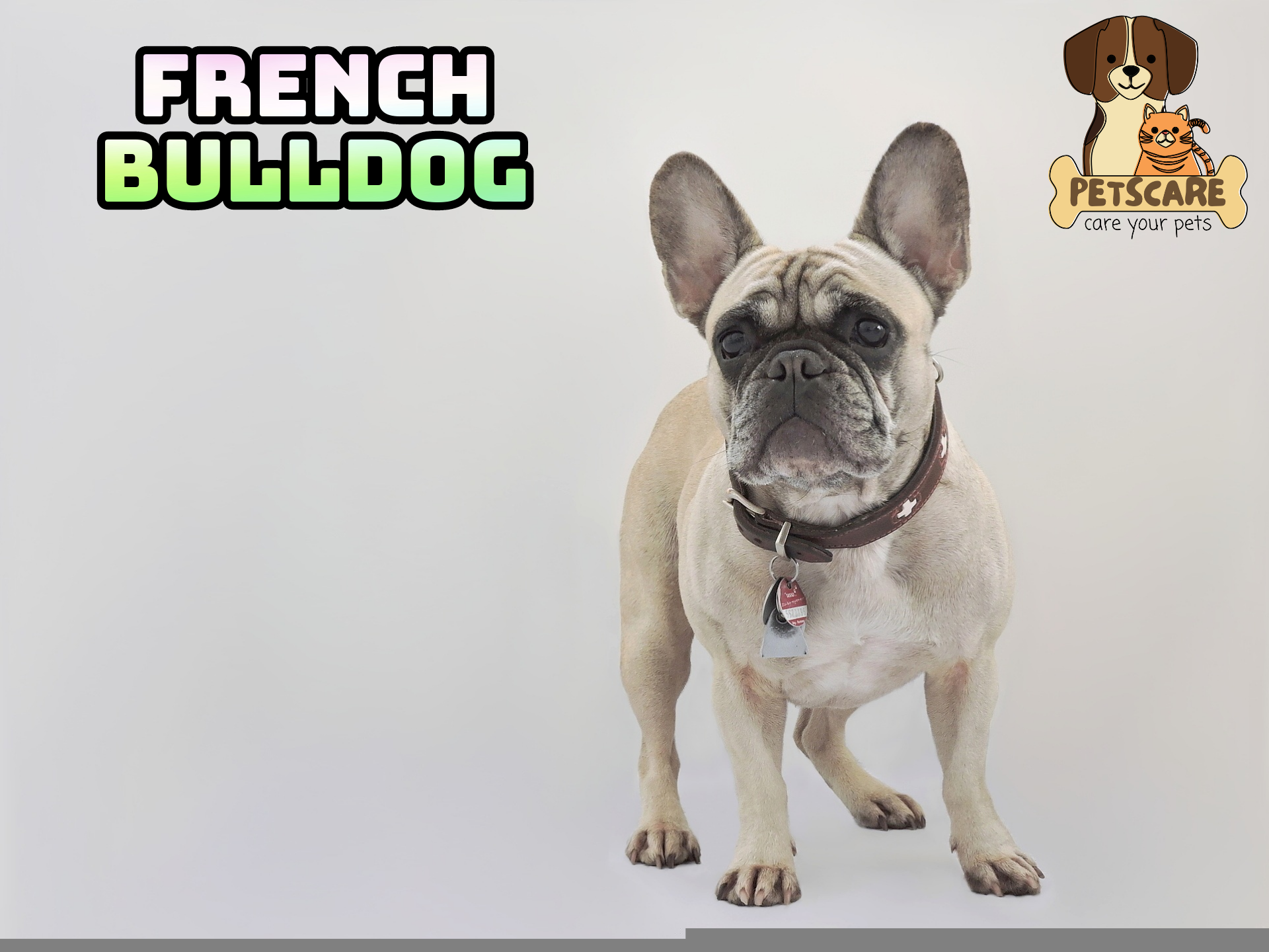 French Bulldog: Popular Small Dog Breed