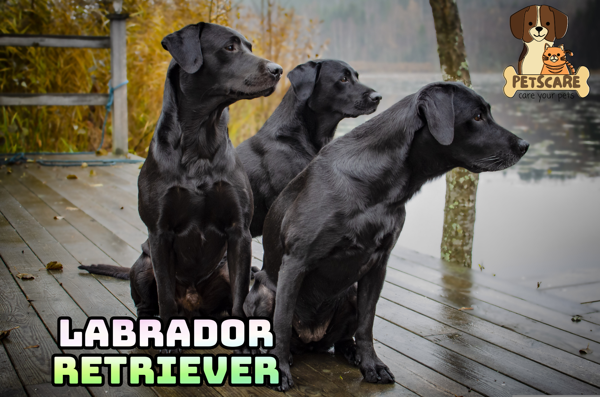 Labrador Retriever: America's Most Popular Dog