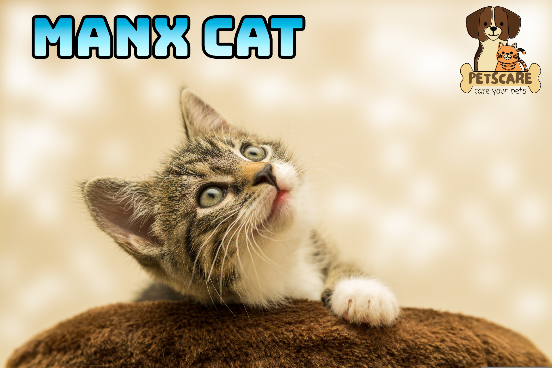 Manx Cat - Known for Its Taillessness