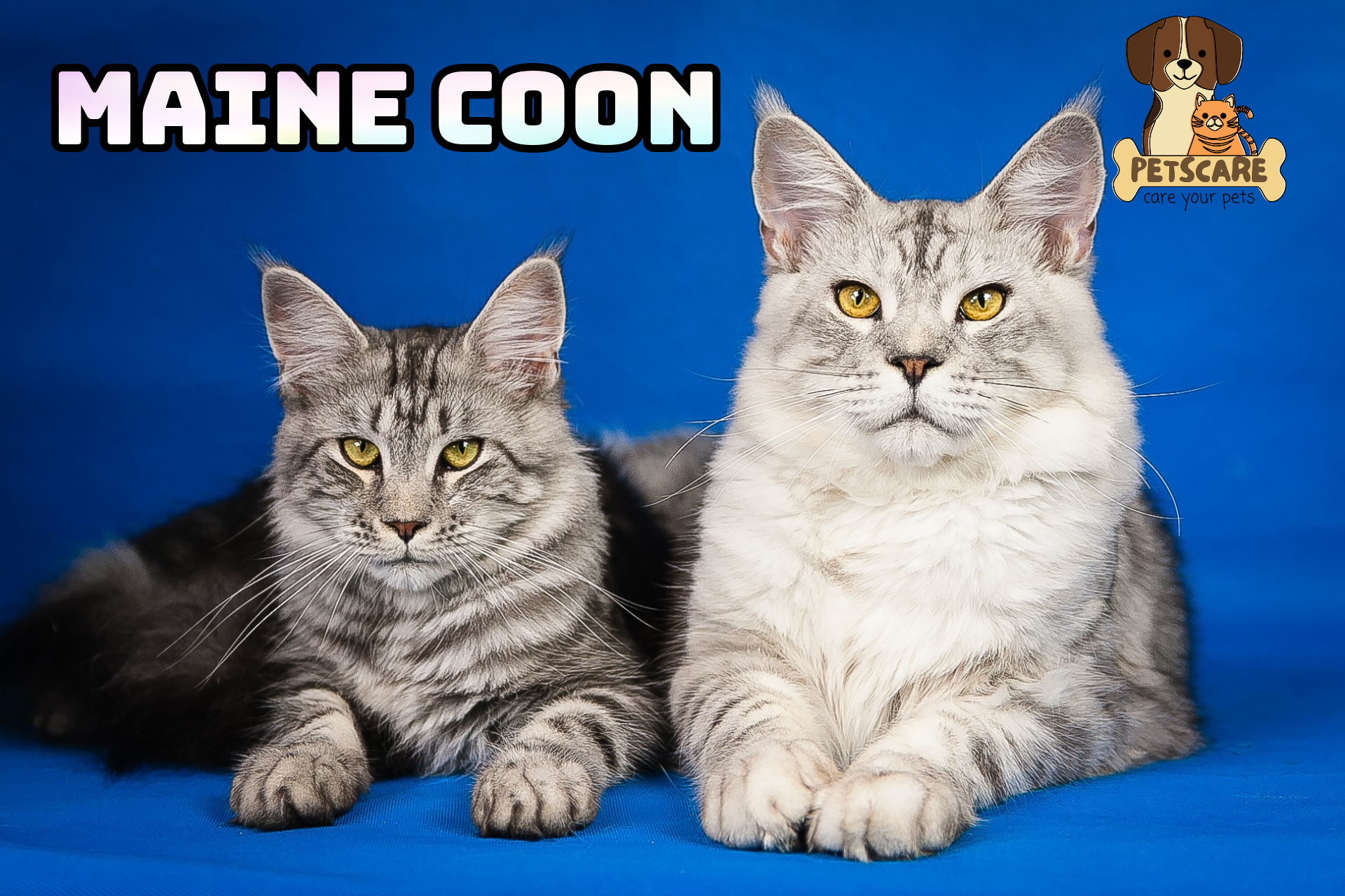 Maine Coon: A Large, Loving Cat.