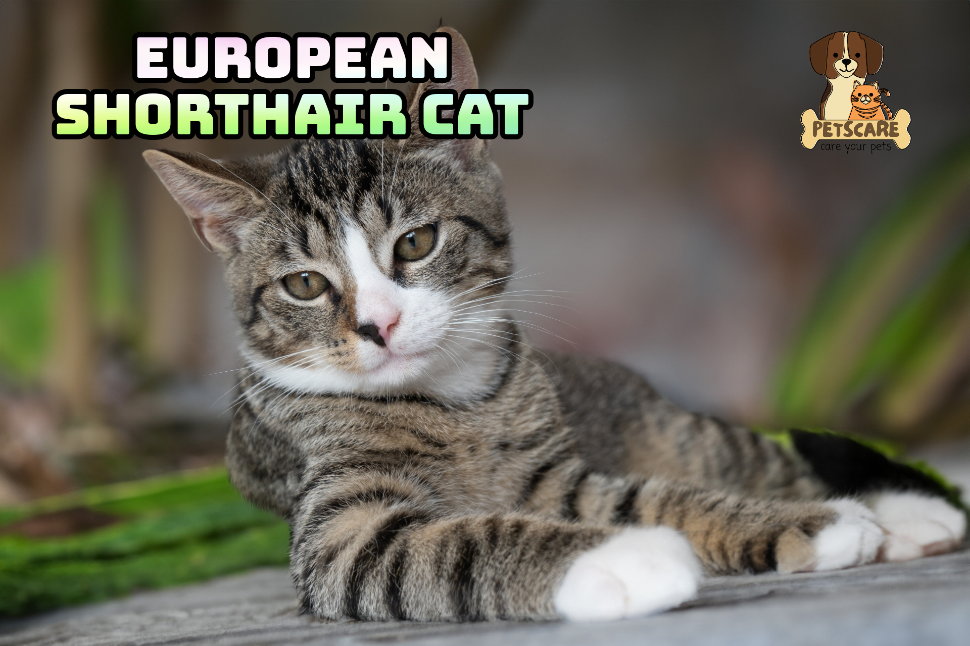 European Shorthair Cat: A Common and Beloved Breed.