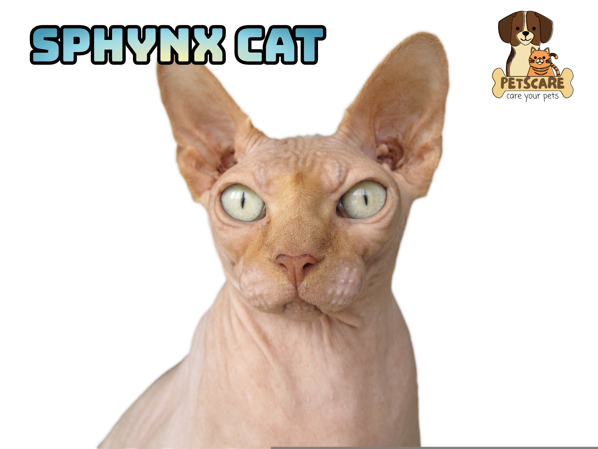 Sphynx Cat