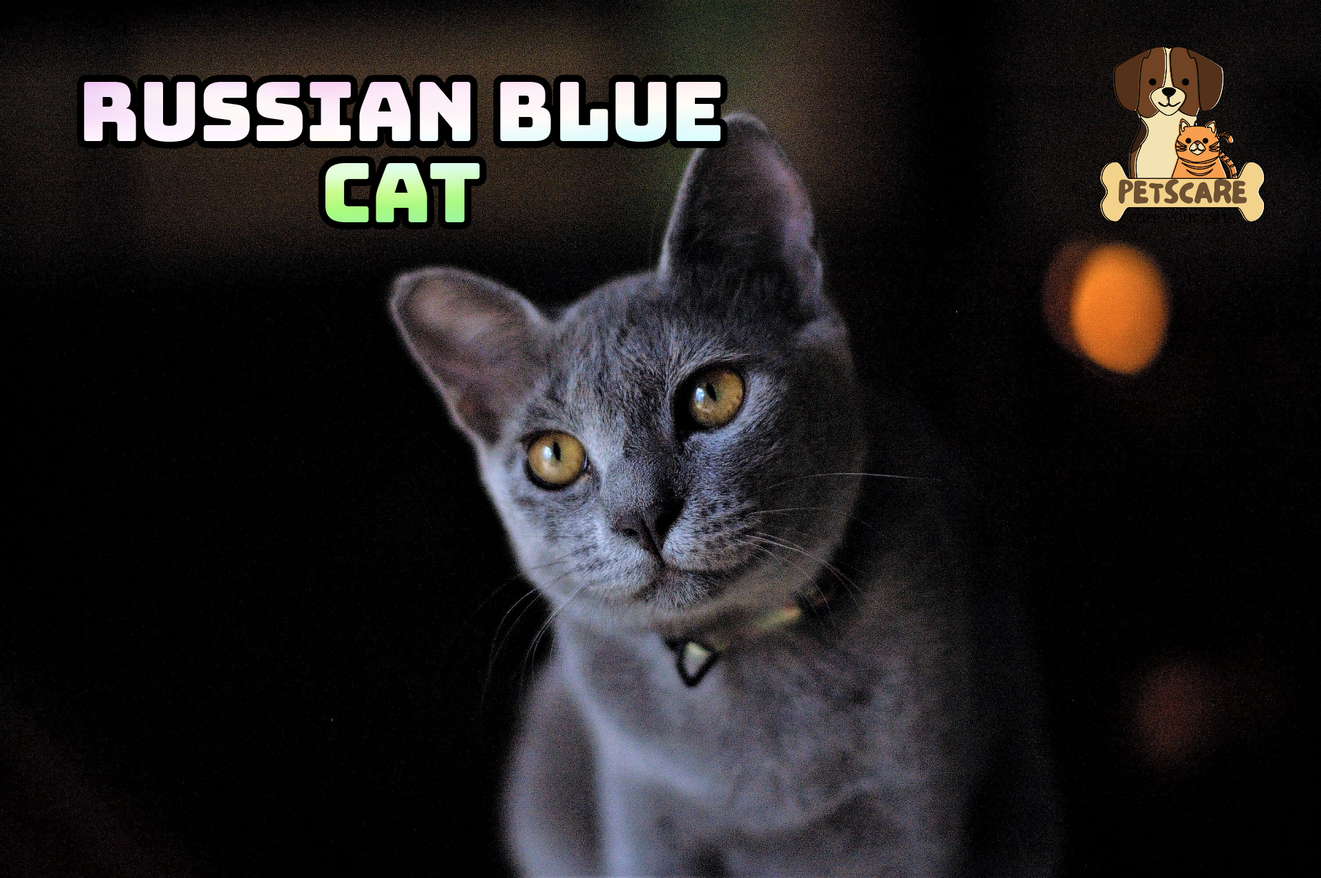 Russian Blue Cat