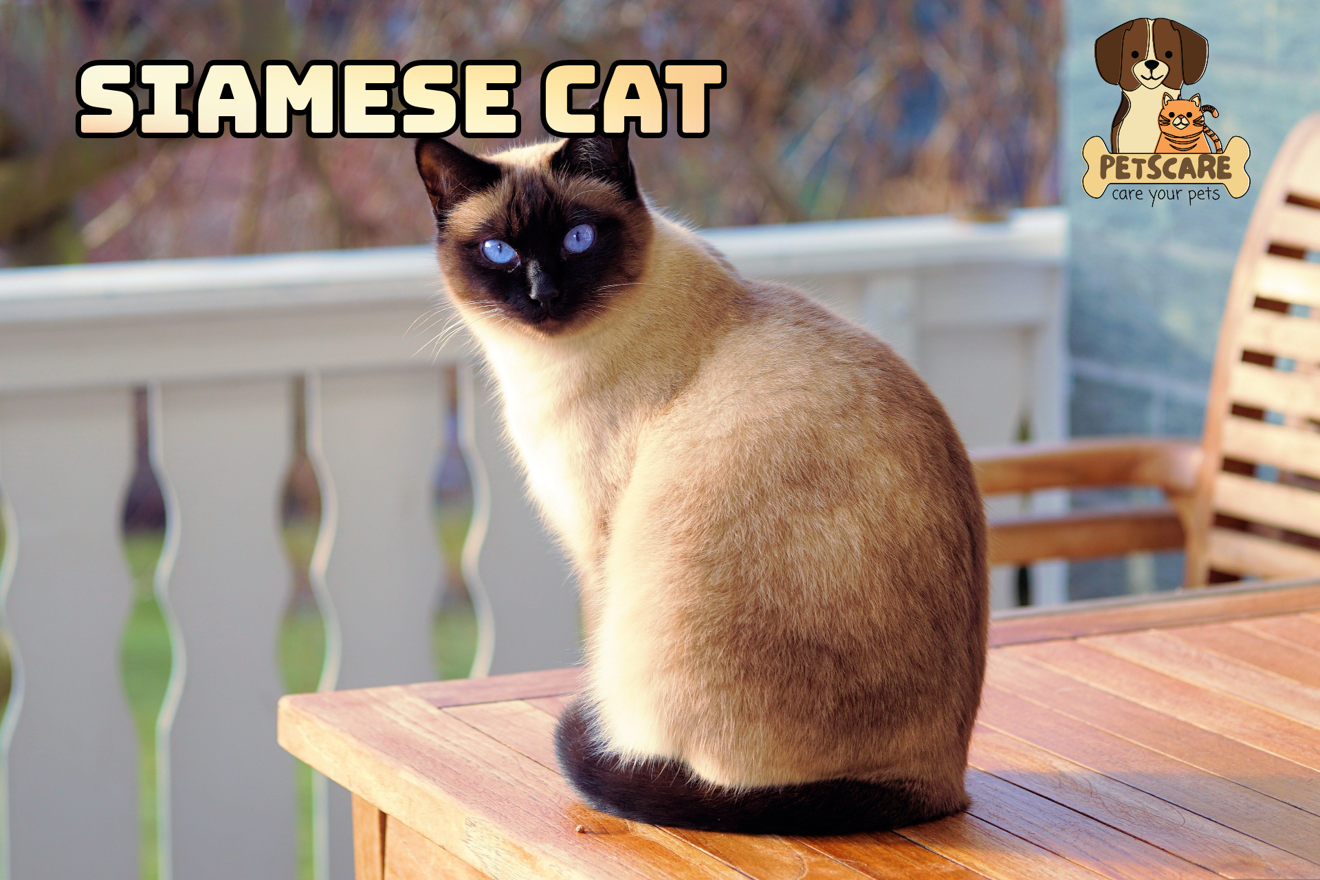 Siamese Cat: A Timeless Favorite.