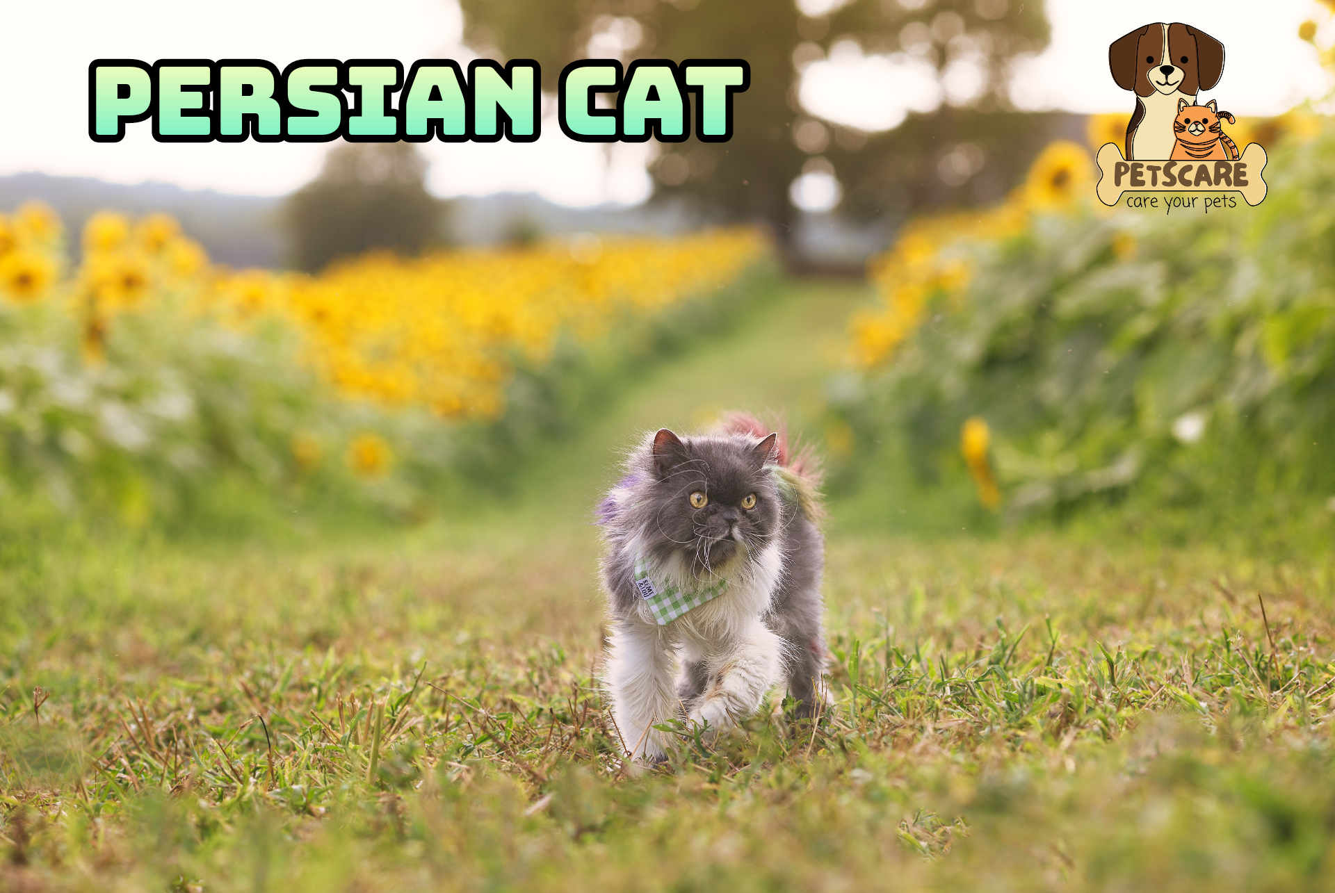 Persian Cat: Popular for Its Elegance and Luscious Coat.