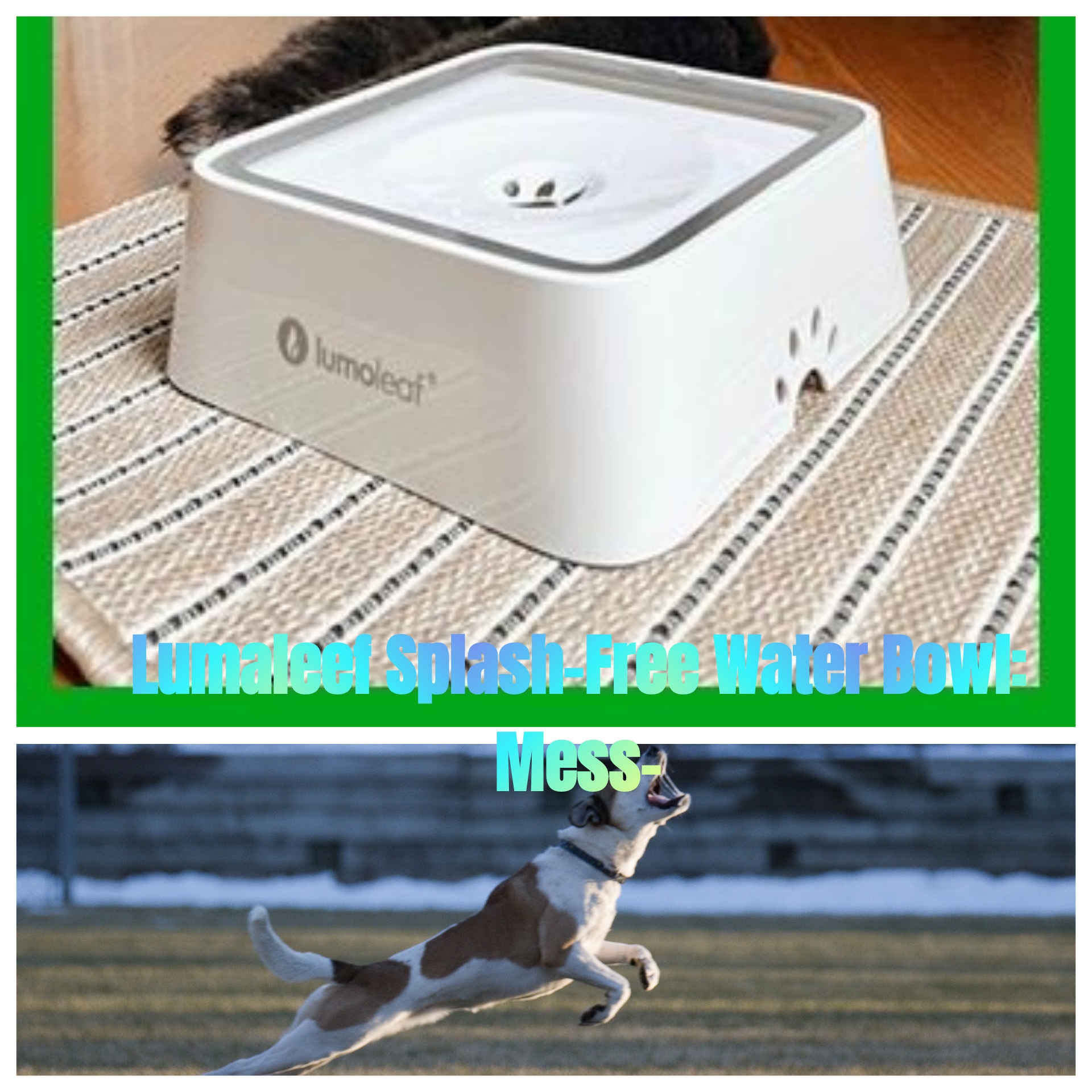 Lumaleef Splash-Free Water Bowl: Mess-Free Hydration Solution 