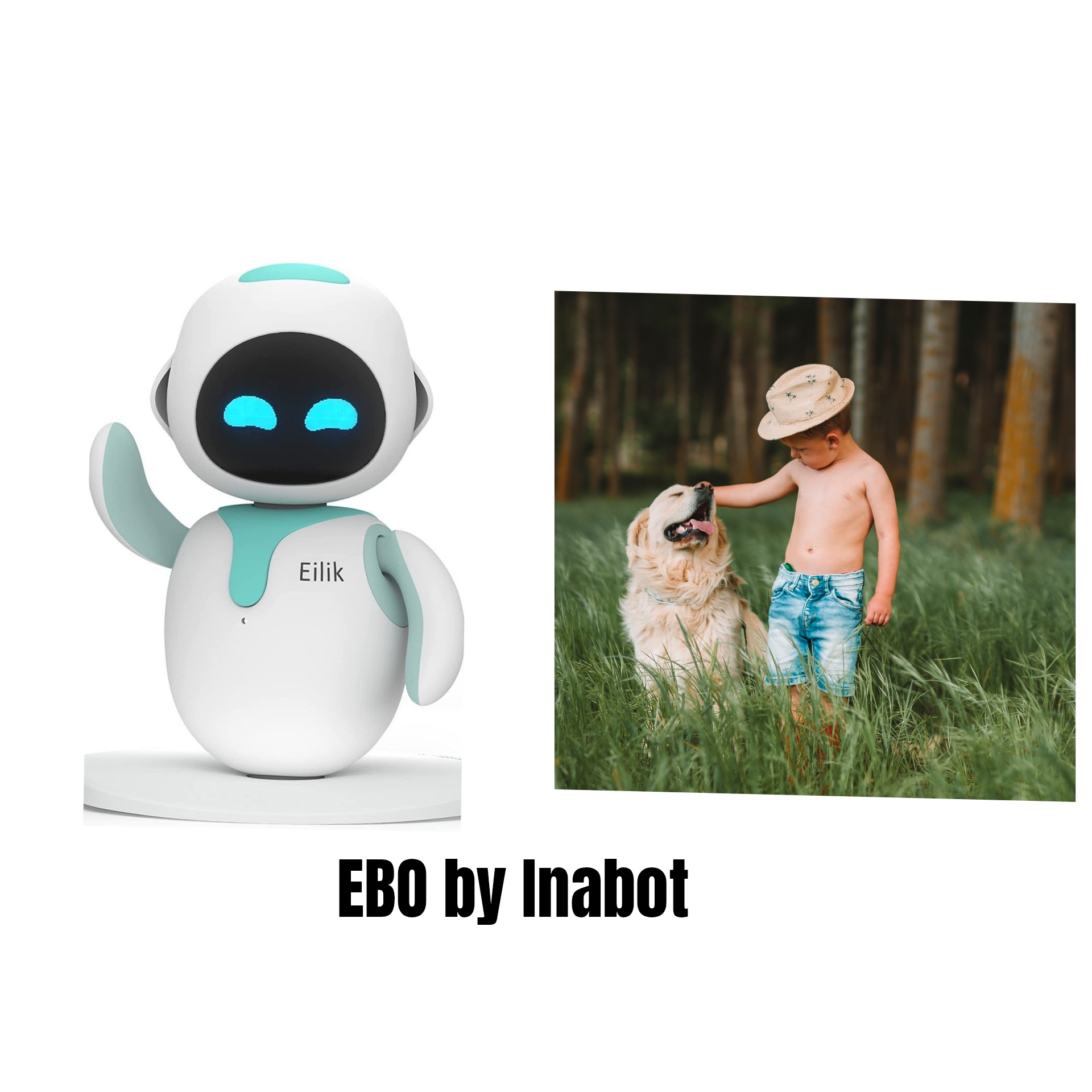 EBO by Inabot: Mini Security Robot for Pet Monitoring