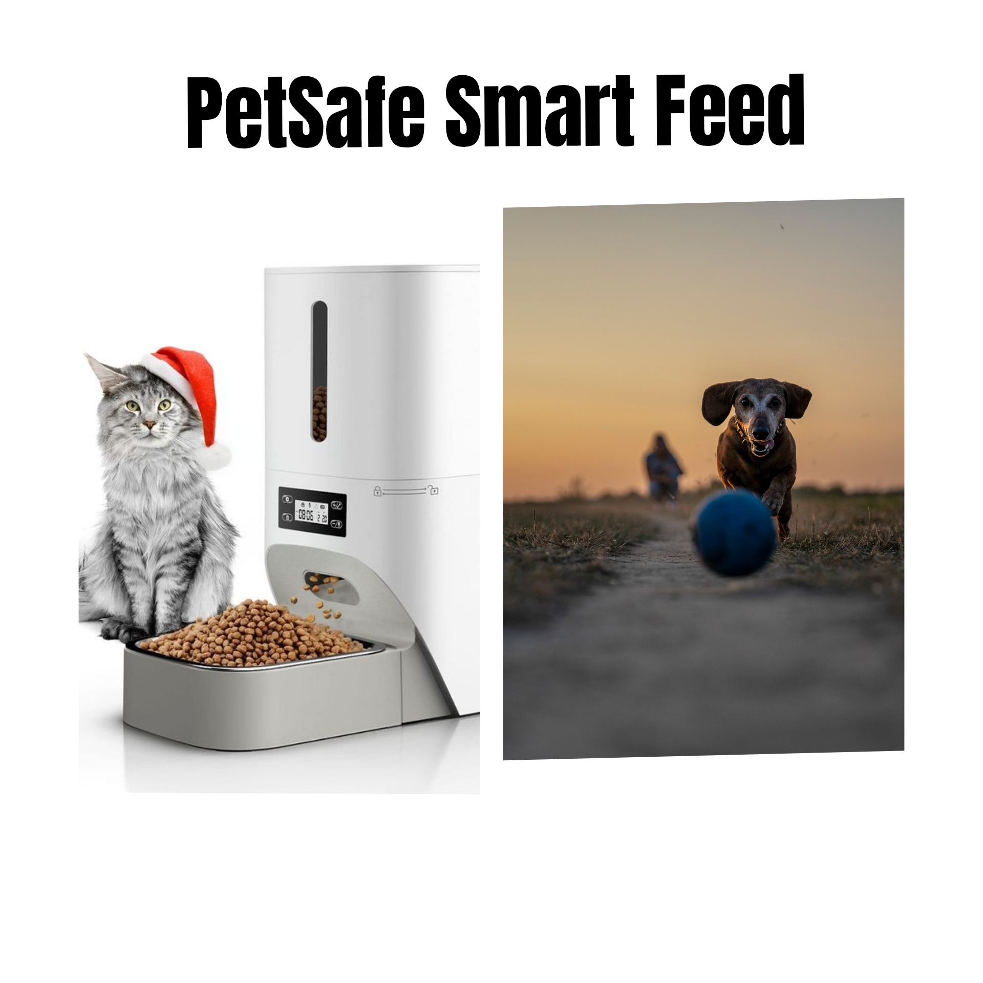 PetSafe Smart Feed: Automatic Pet Feeder for Dogs and Cats