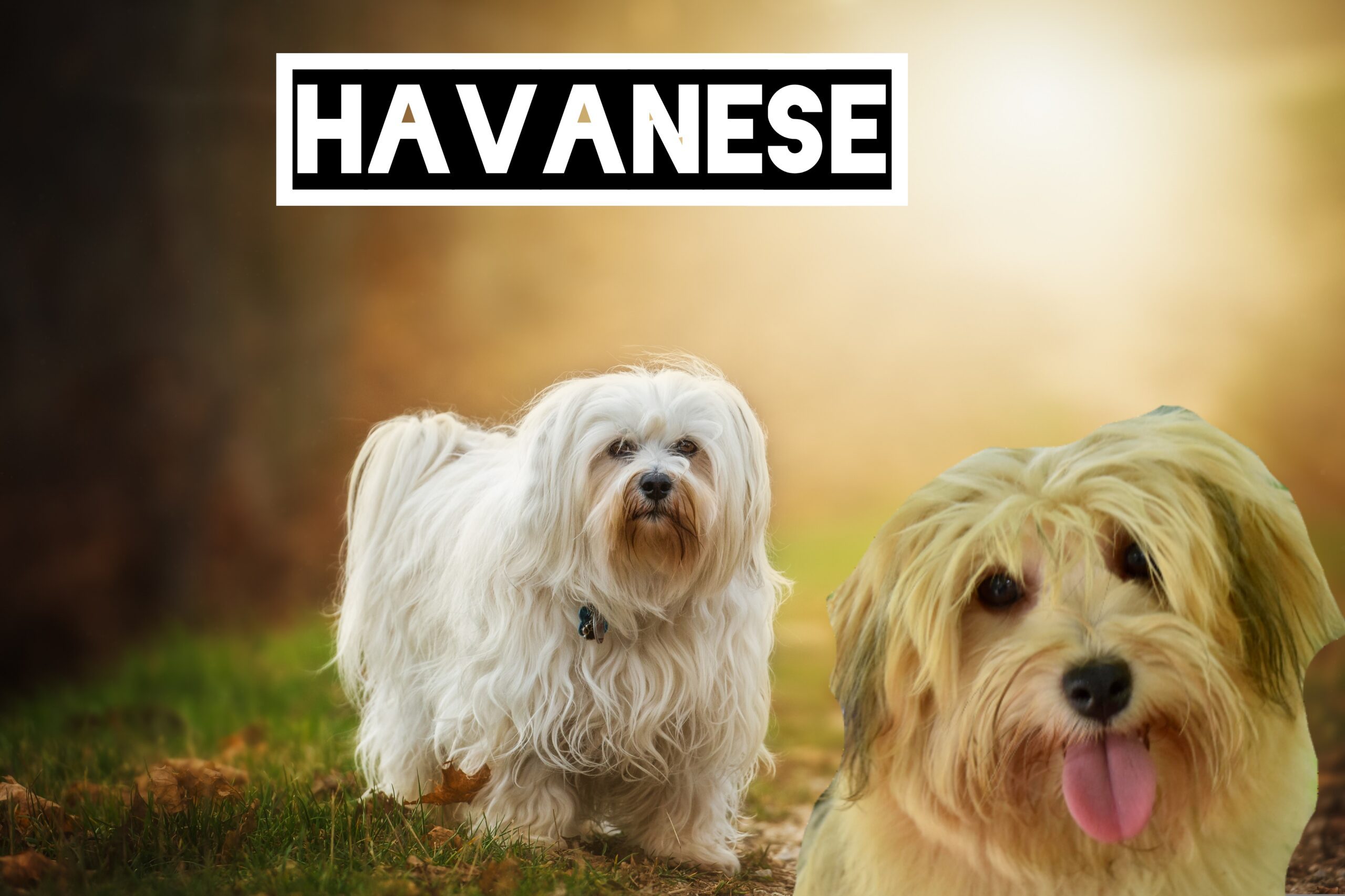 Havanese: small dog breeds 