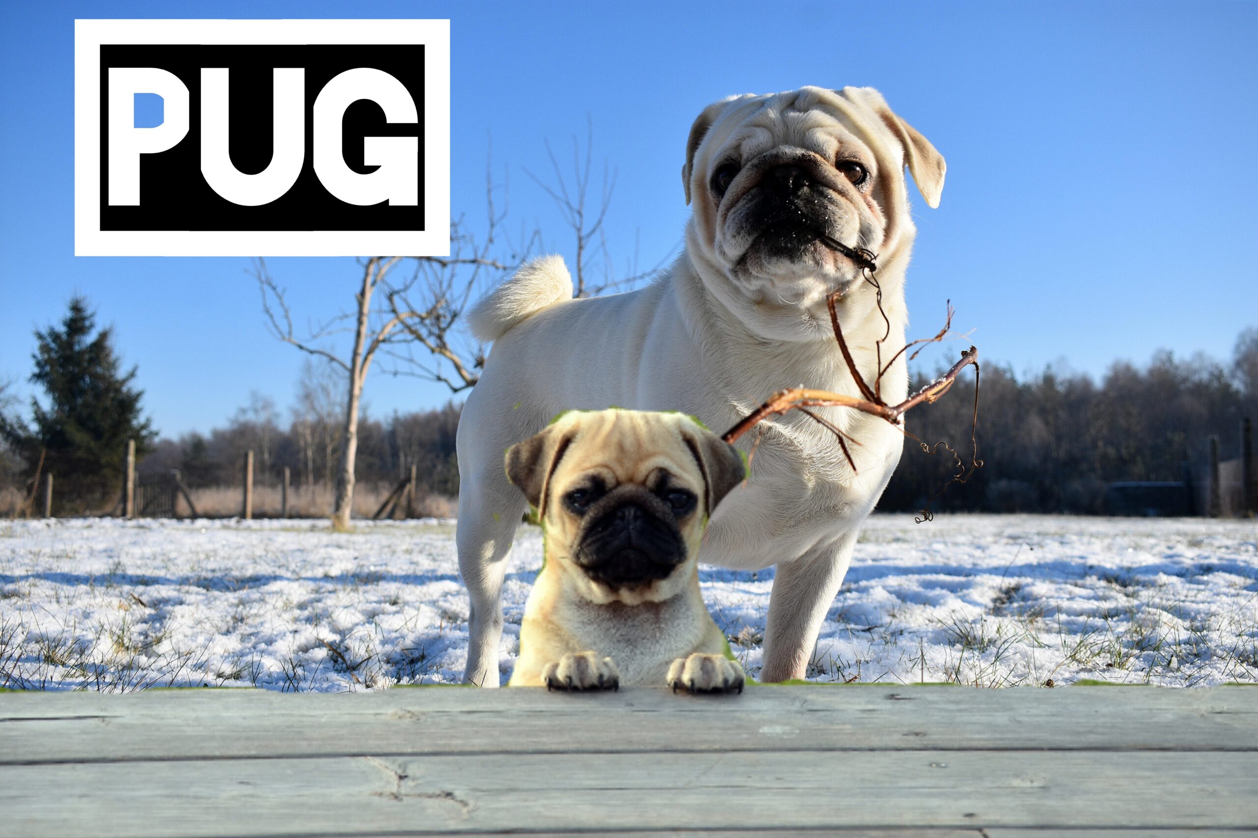 Pug: tiny dog breeds