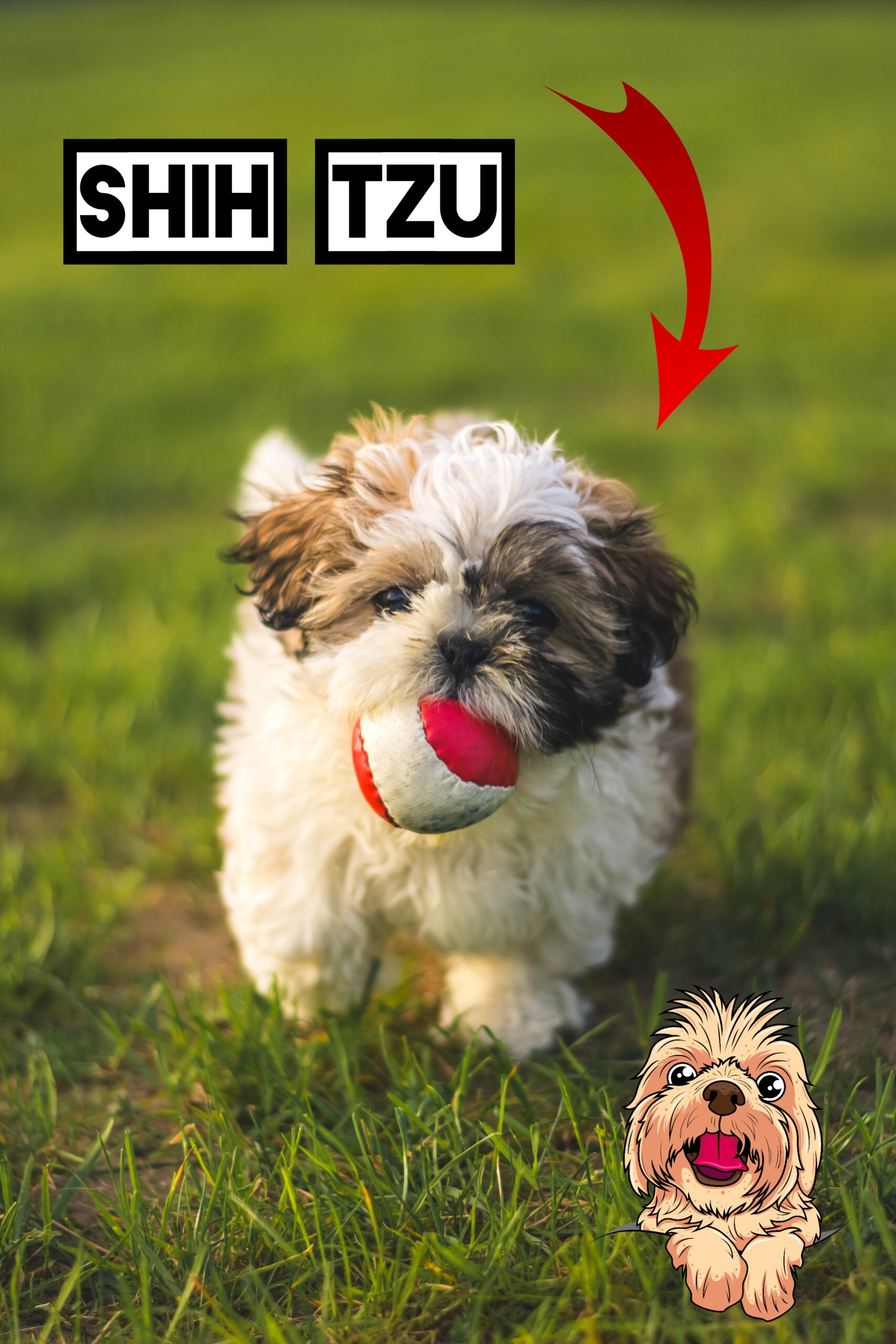 Shih Tzu: The Lion-Like Toy Breed