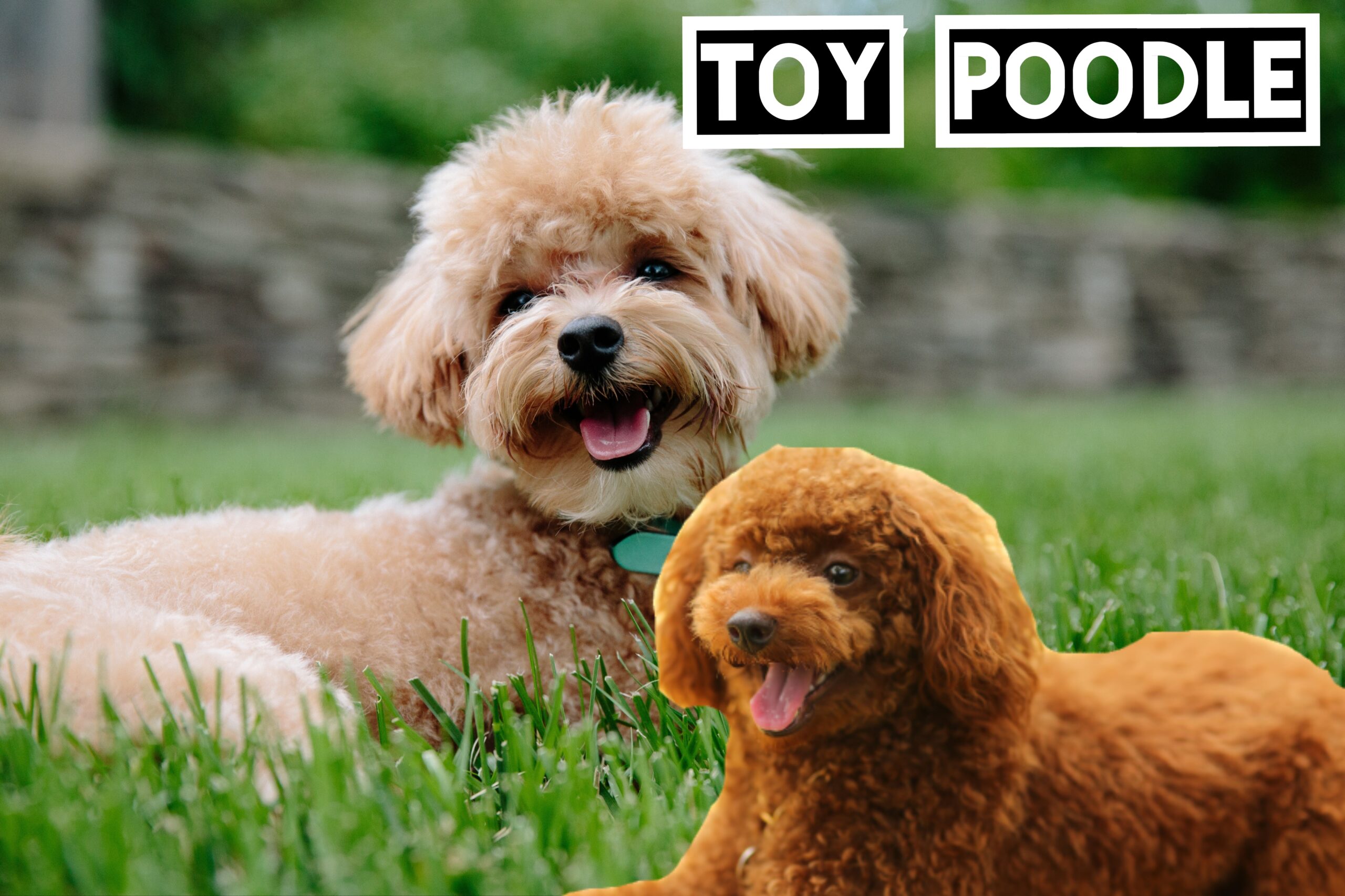 Toy Poodle: The Intelligent Lap Dog