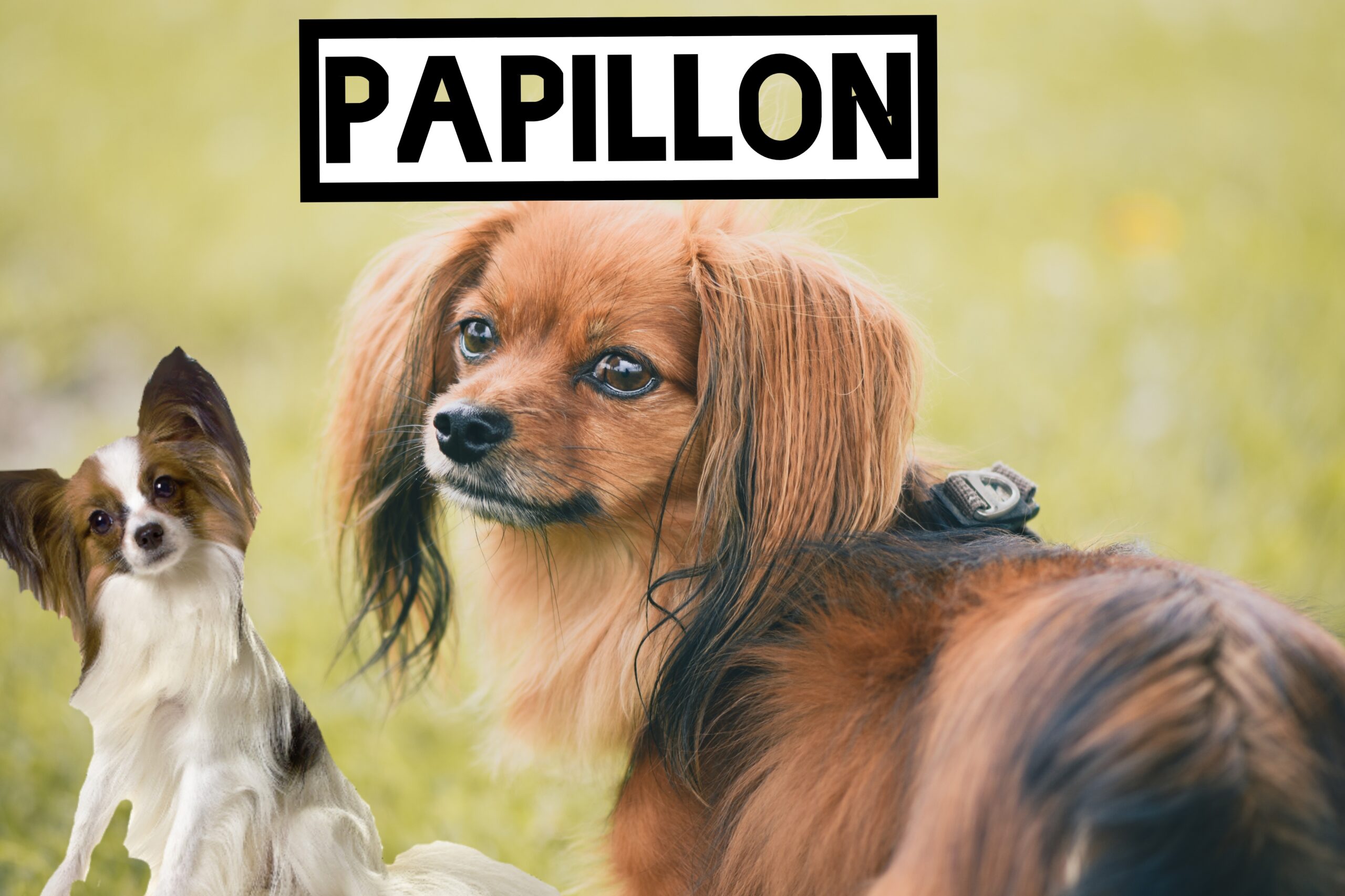 Papillon small dog breeds 