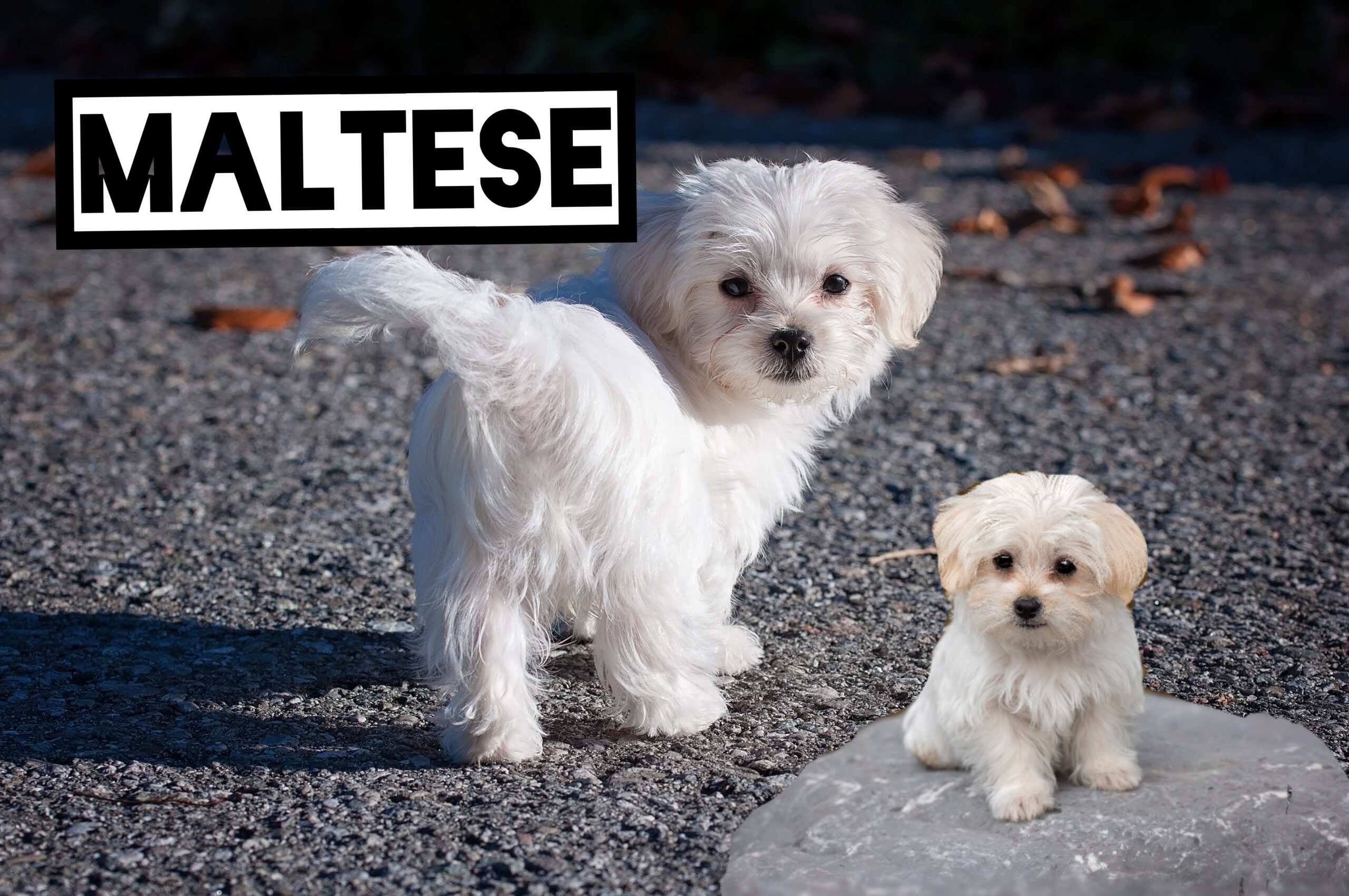 Maltese: popular dog breeds 