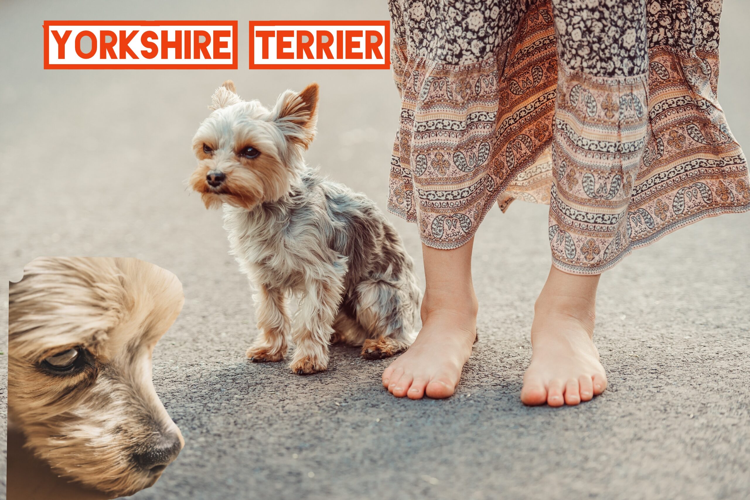 Yorkshire Terrier