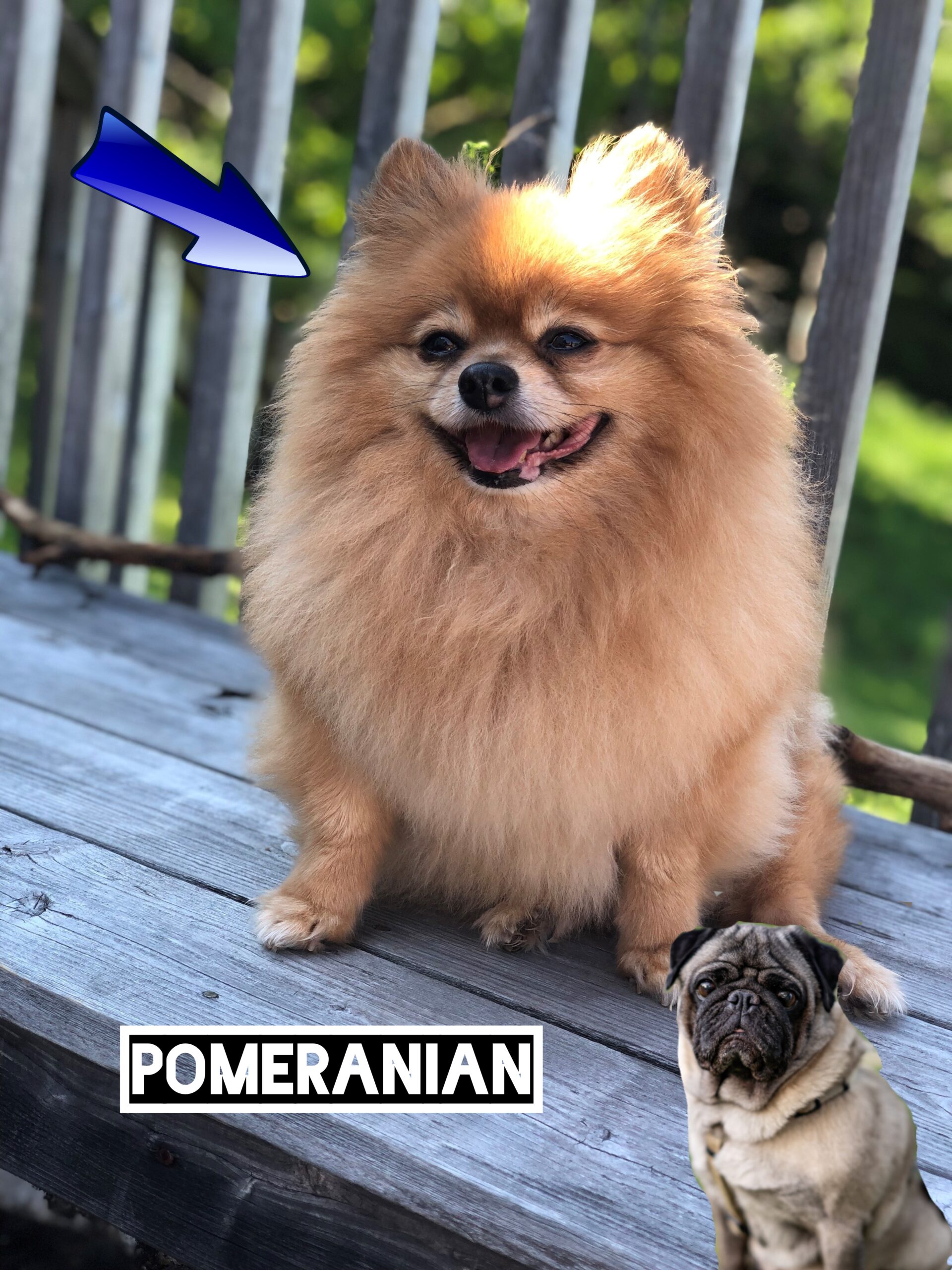 Pomeranian: The Fluffy Superstar