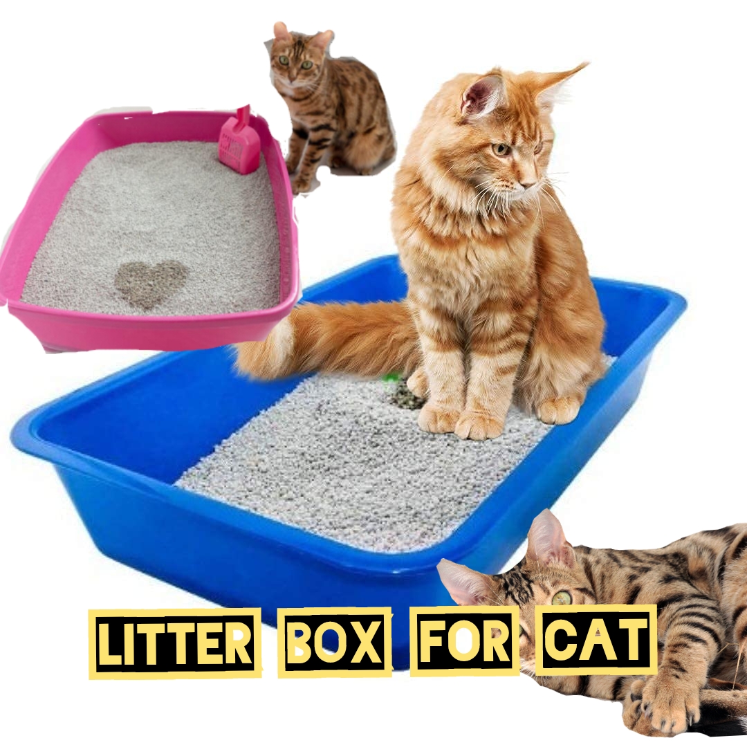 Litter box for cat.