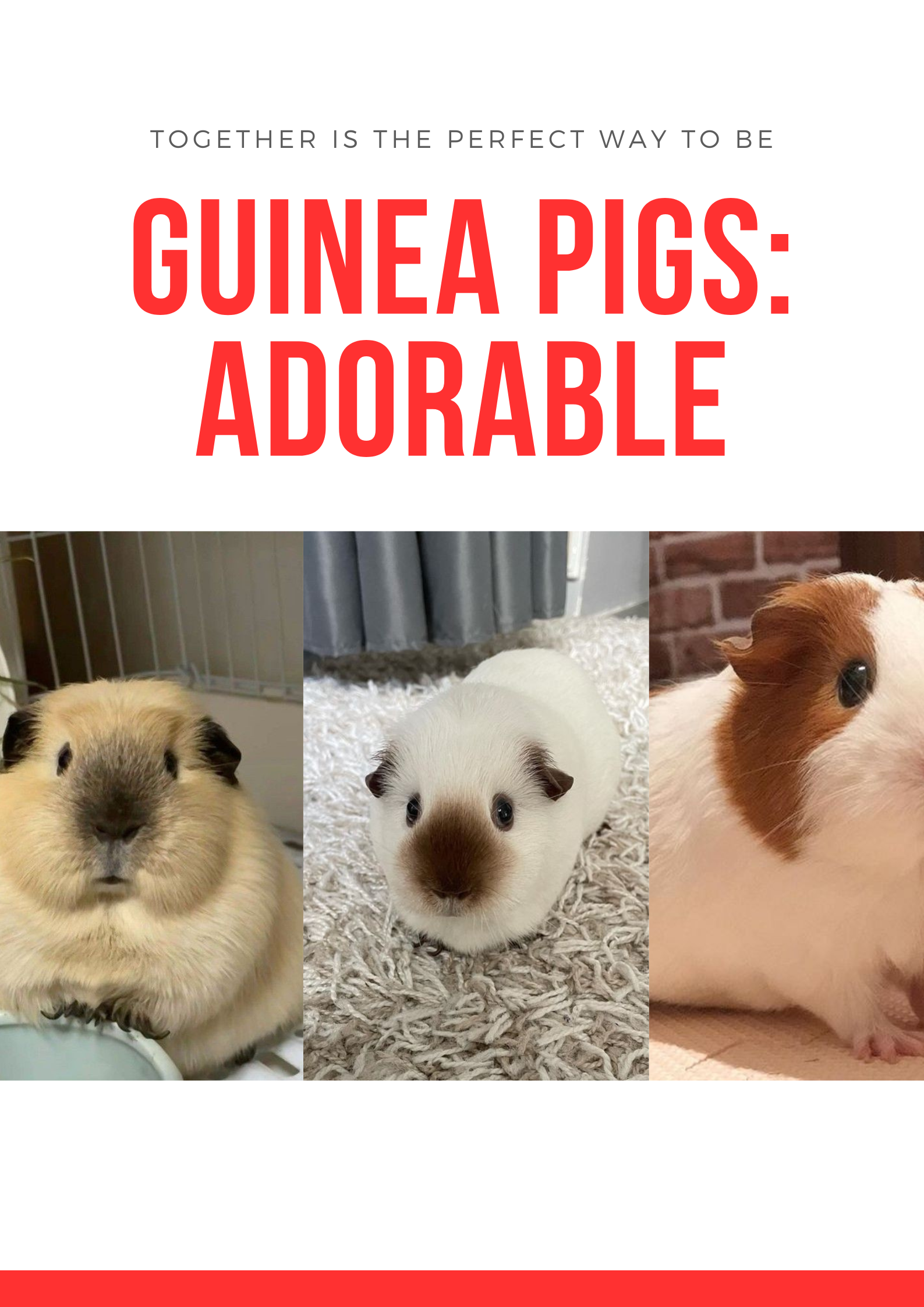 Guinea Pigs: Adorable and affectionate