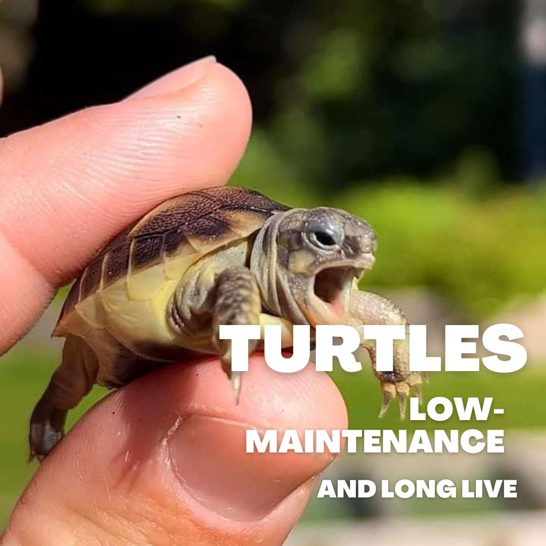 Turtles: Long-Lived and Low-Maintenance